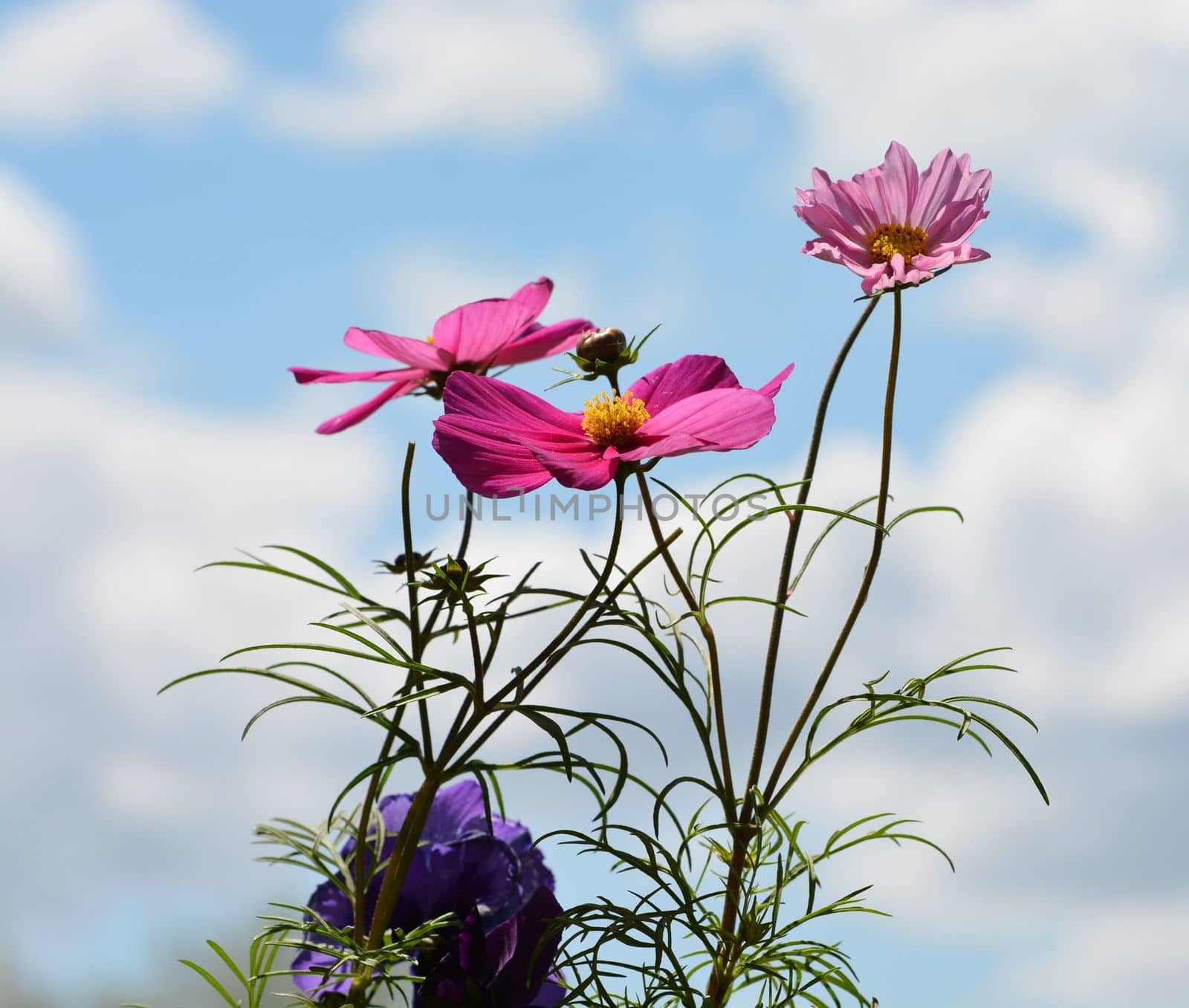 Cosmos and pansy in a pot with cloudy sky background