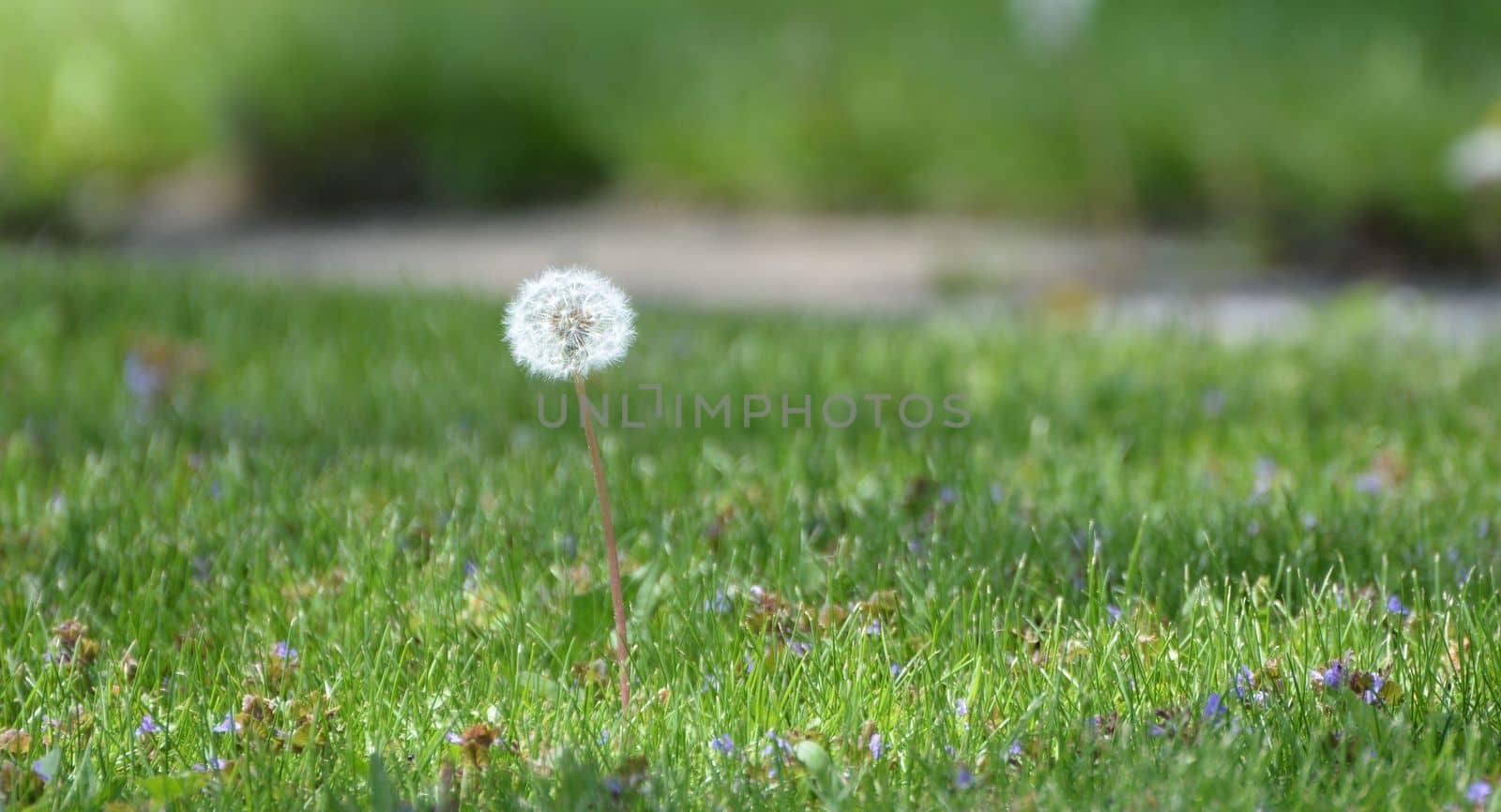 Dandelion in seed with green lawn
