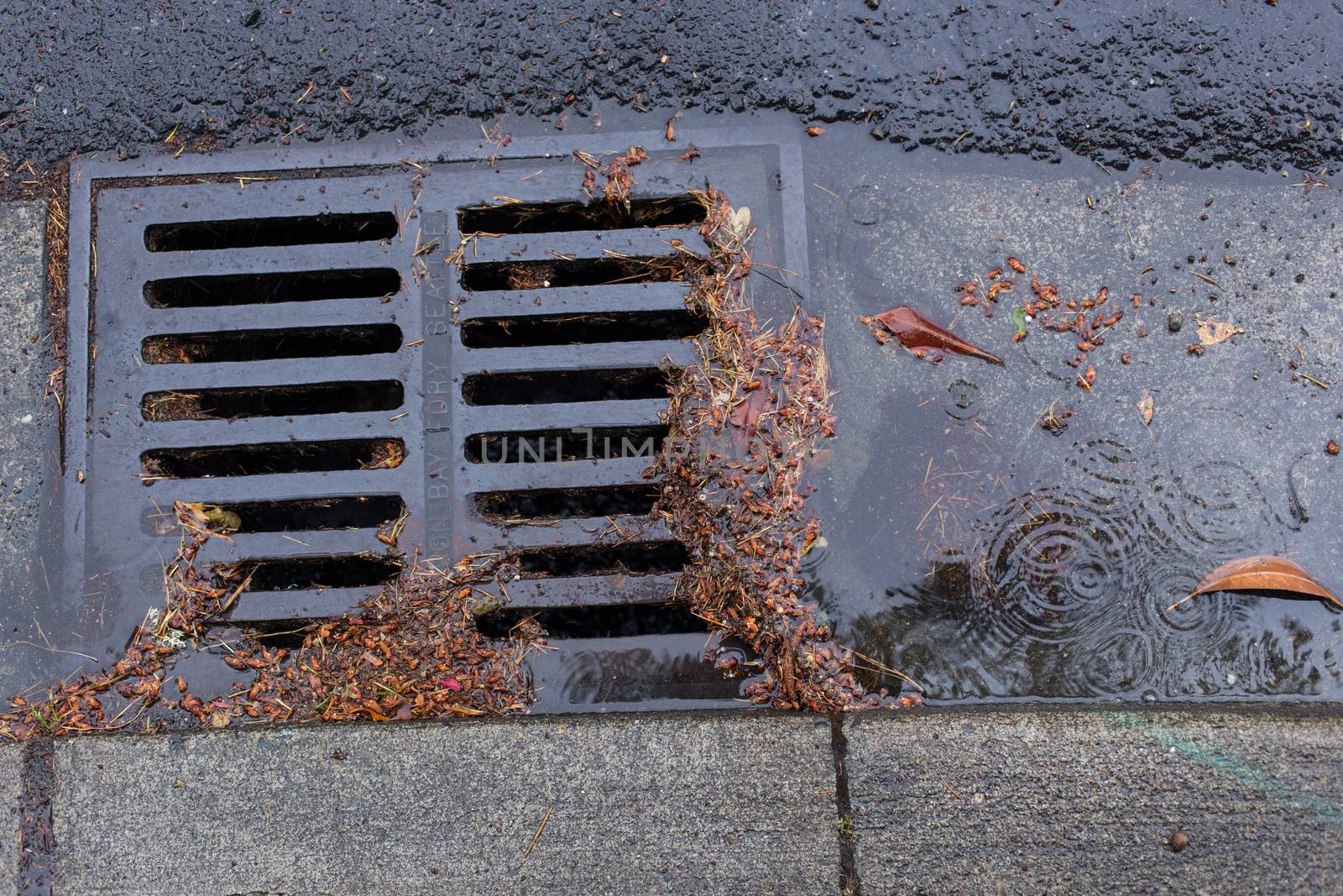 Clogged Storm Drain during a storm