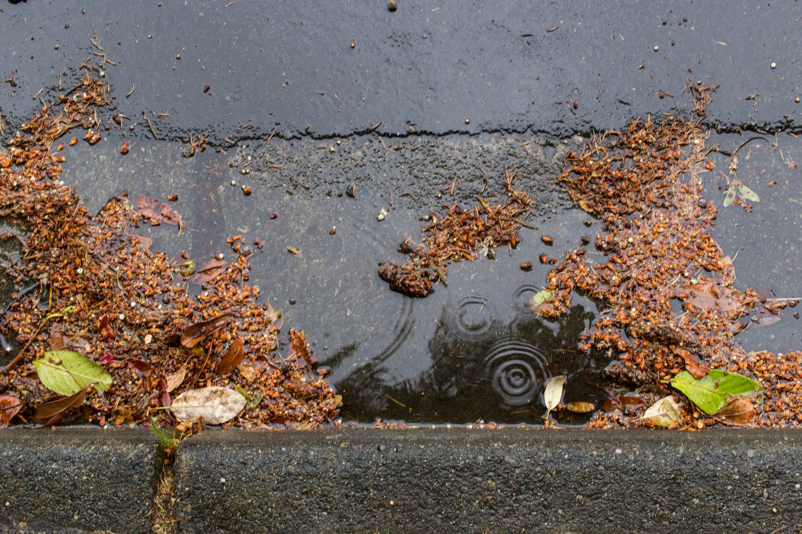 Clogged gutter during a storm by johnborda