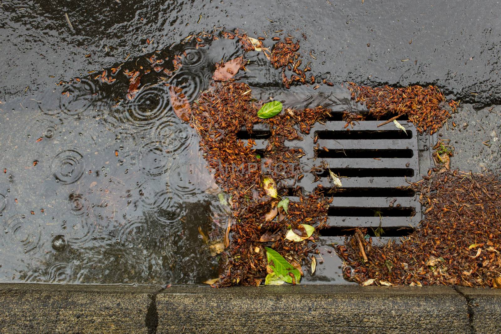 Clogged Storm Drain during a storm by johnborda