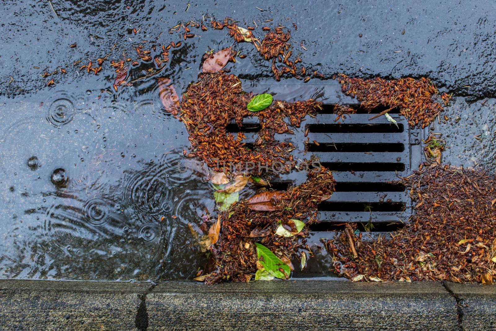 Clogged Storm Drain during a storm by johnborda