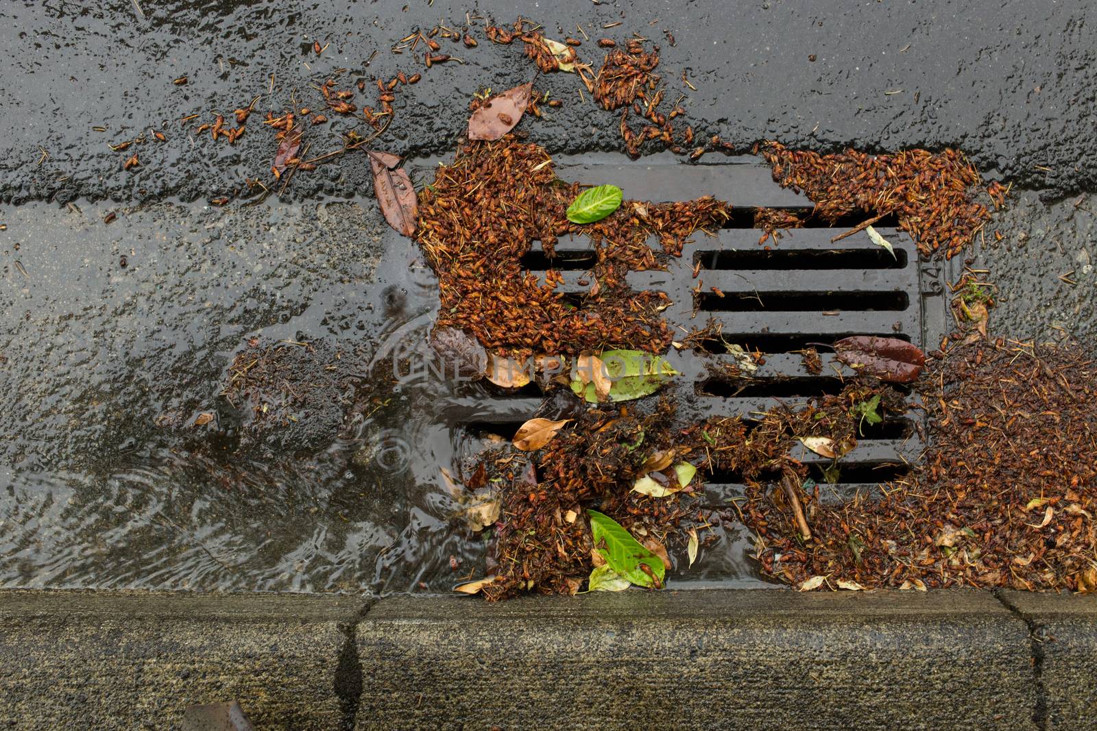 Clogged Storm Drain during a storm