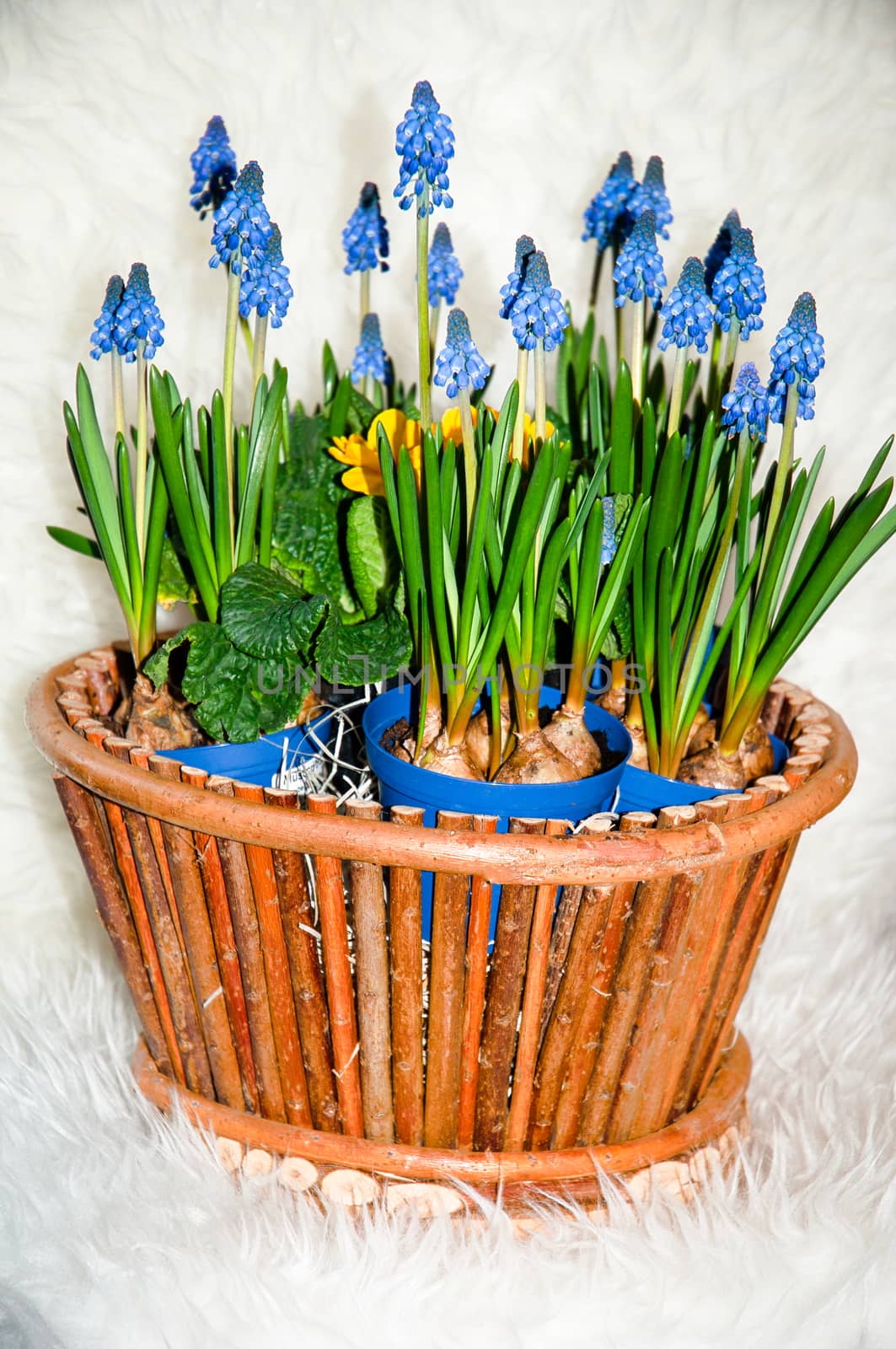 Hyacinths in a basket  . by LarisaP