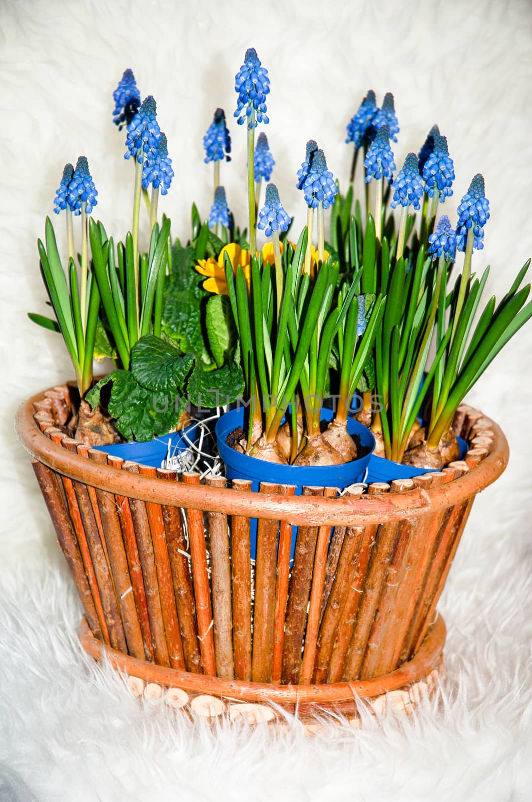 Beautiful violet hyacinth flowers in wicker basket.