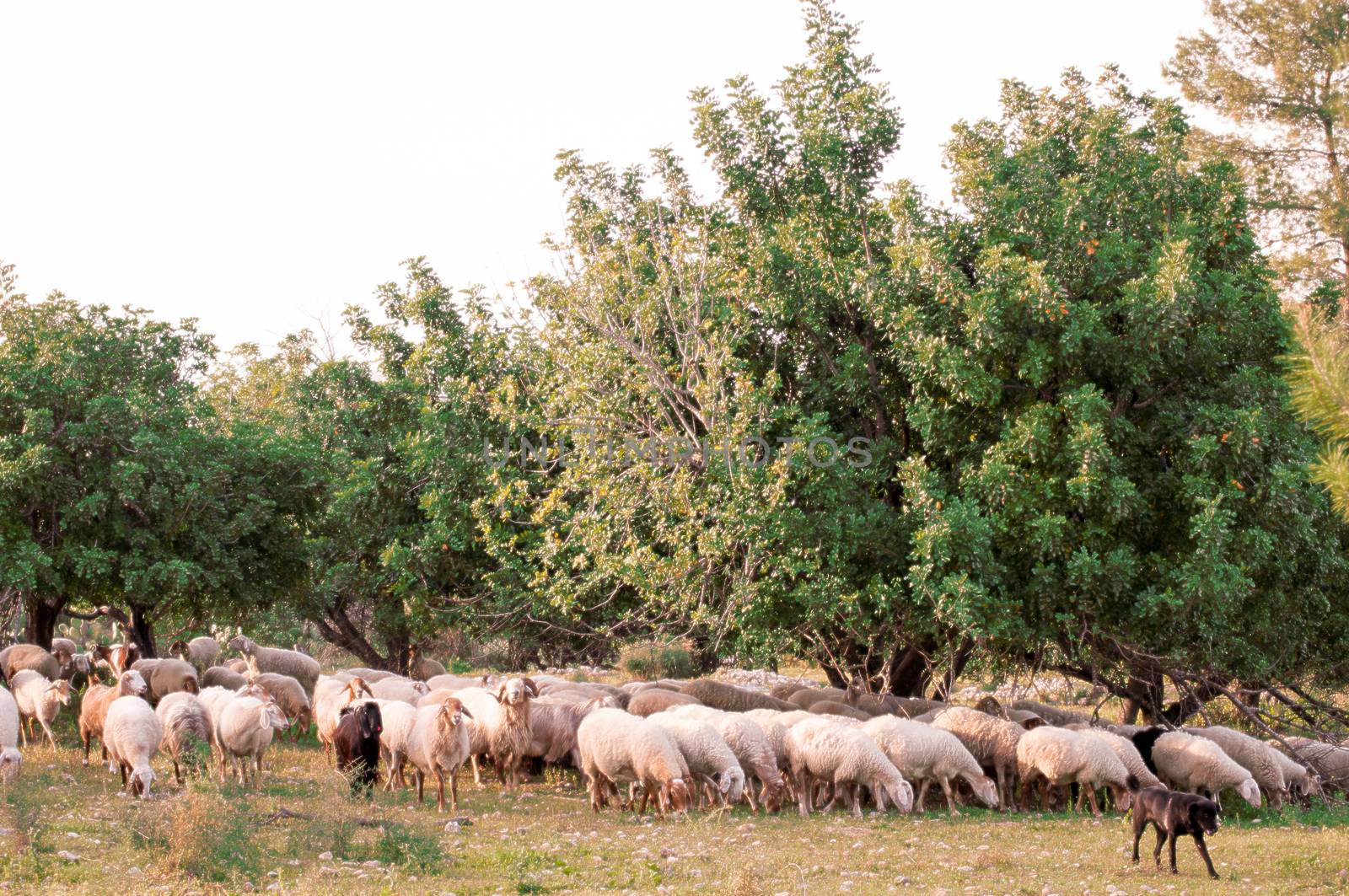 Sheep in the pasture in spring forest in the mountains near Jeru by LarisaP