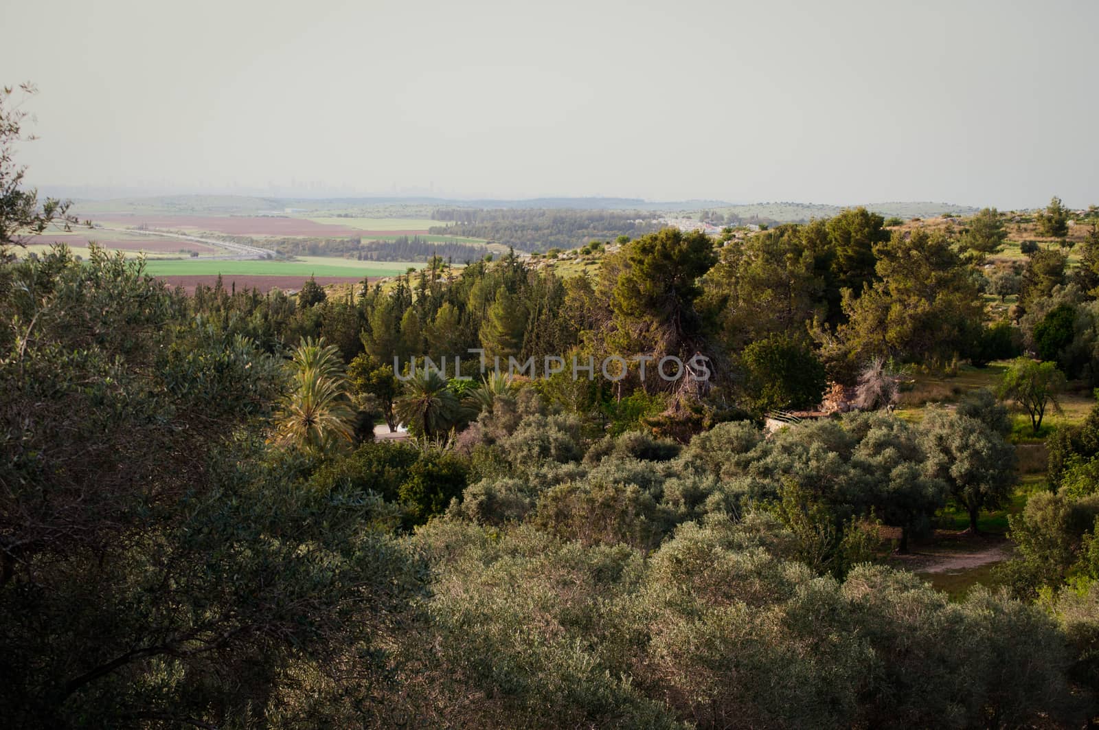 Ayalon Park - diverse flora: olive trees, palm trees, pine trees, cacti, almonds.