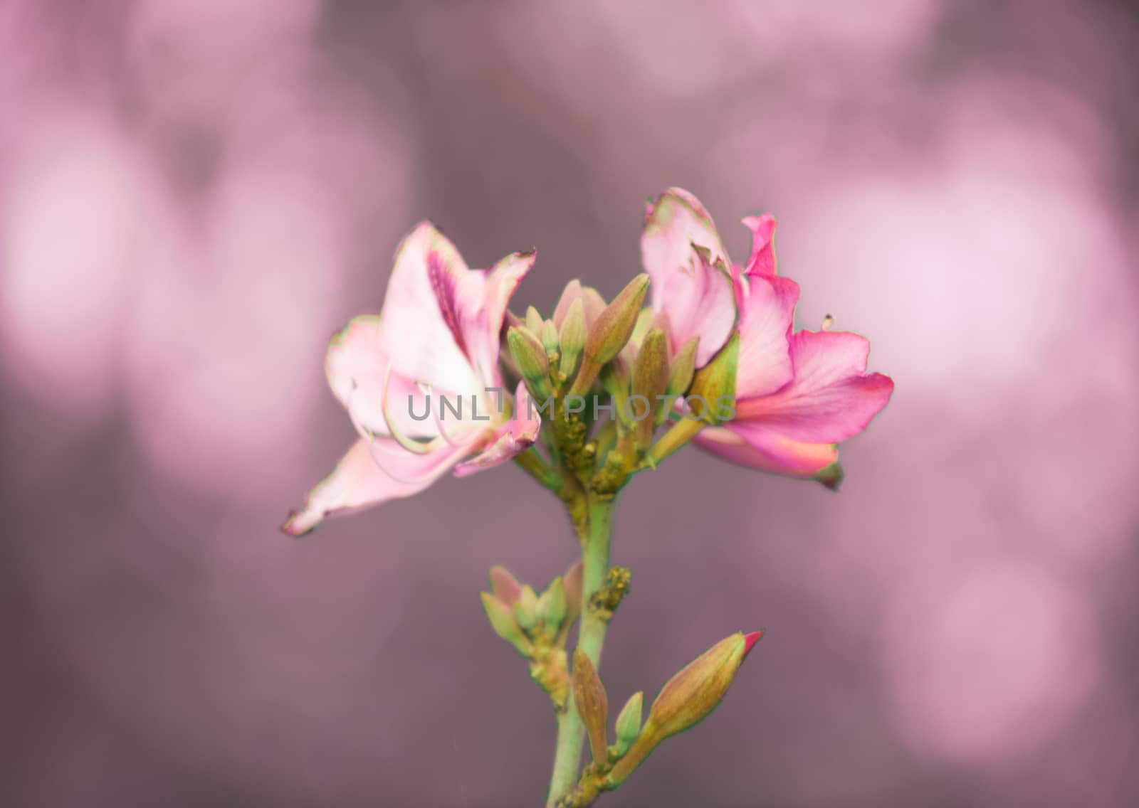 Closeup of a pink bauhinia flower .