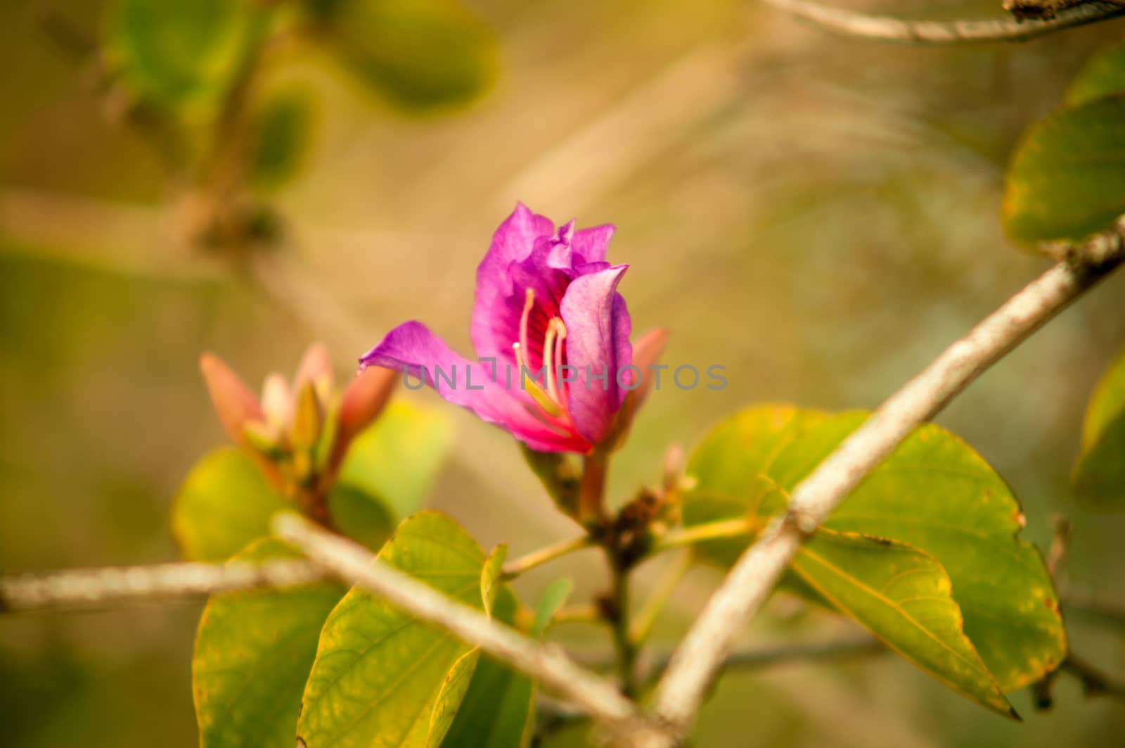 Closeup of a pink bauhinia flower .