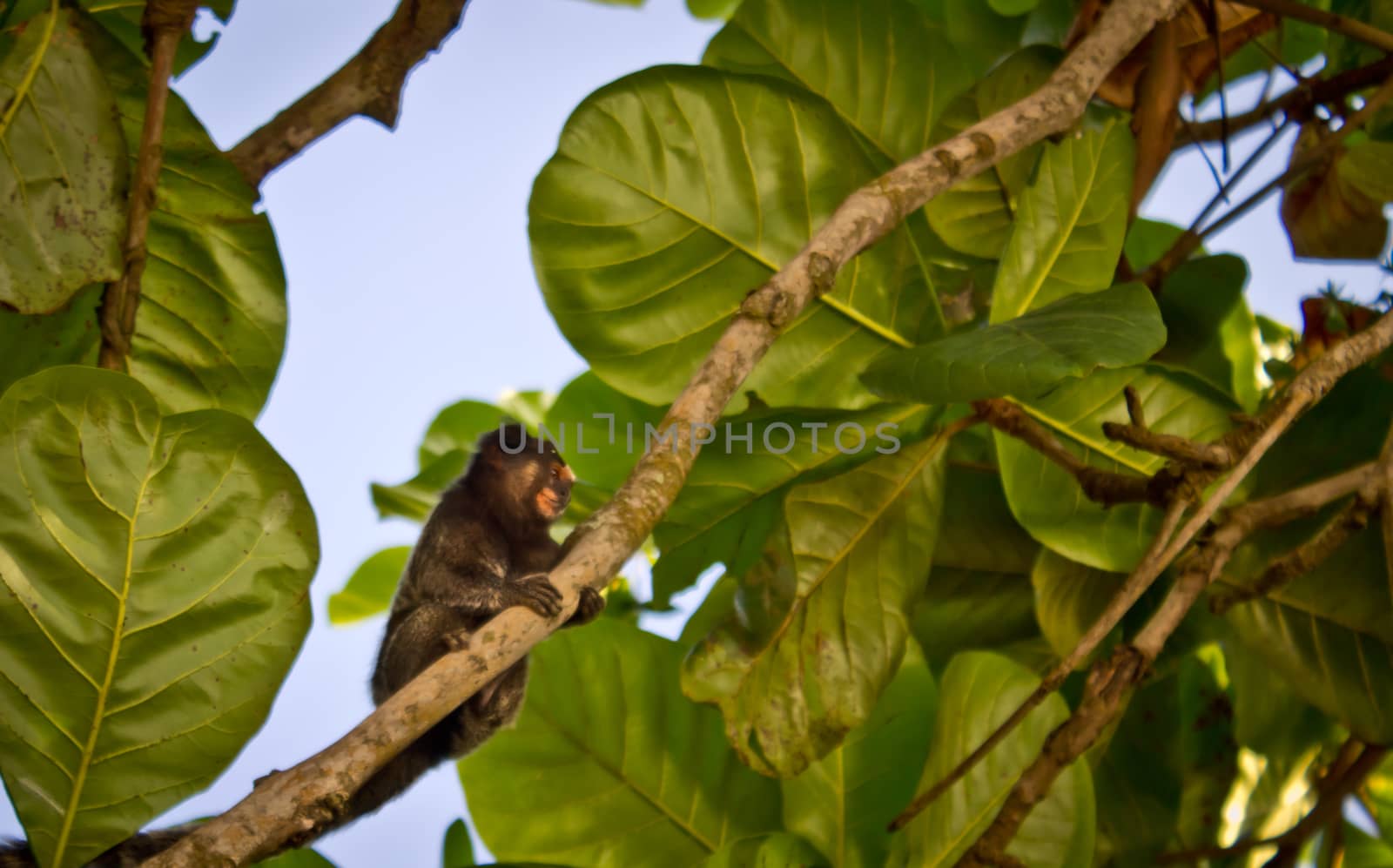 Monkey resting on a tree branch