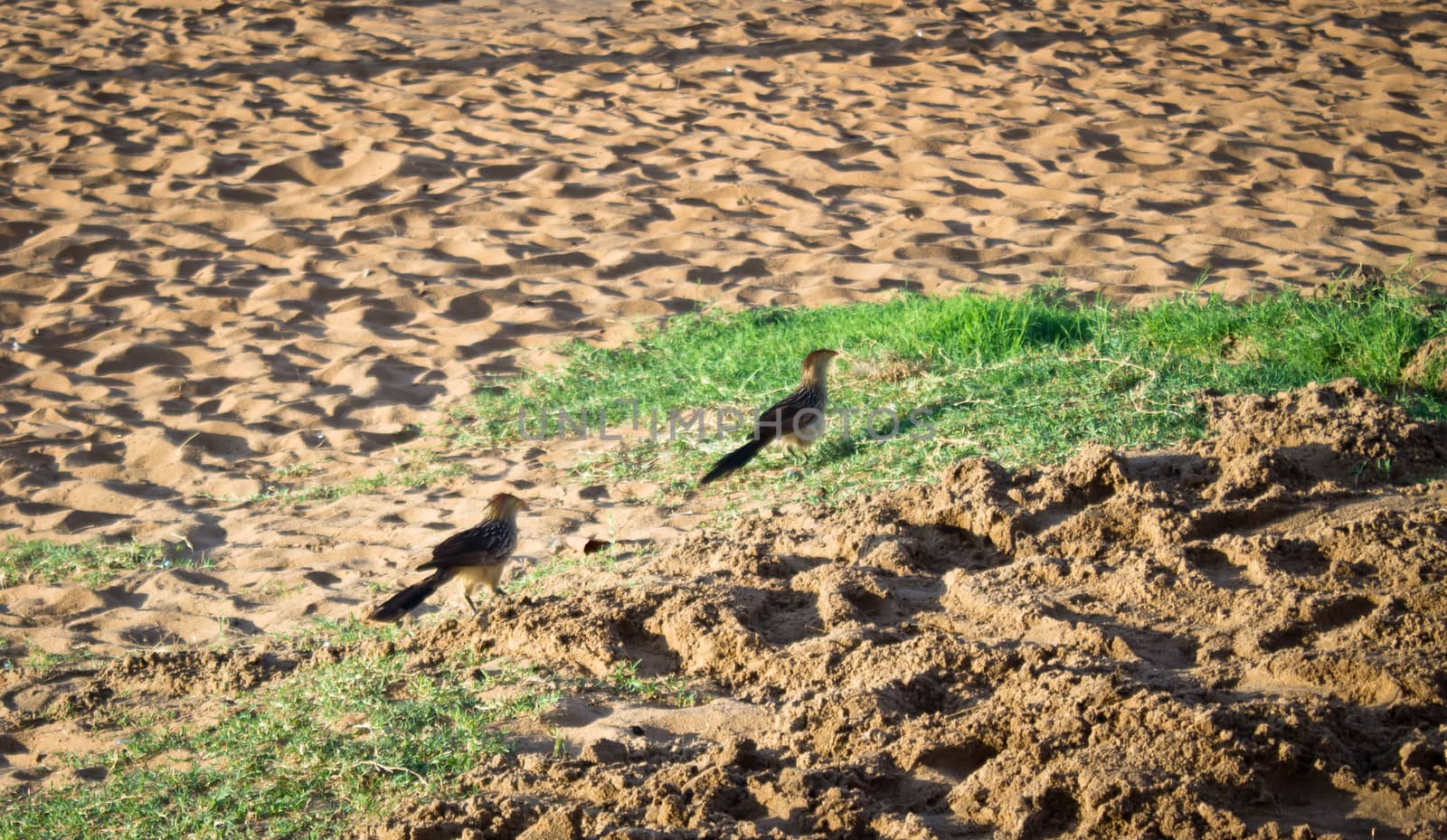 Couple of guira cuckoos on the beach