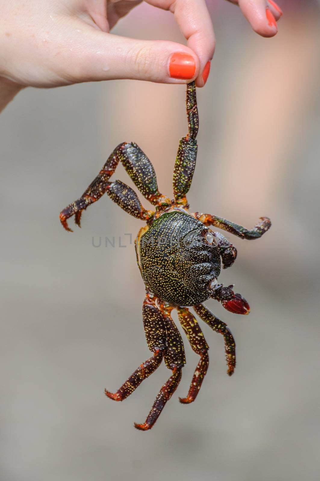 Crab is in girl's hand on the beach.