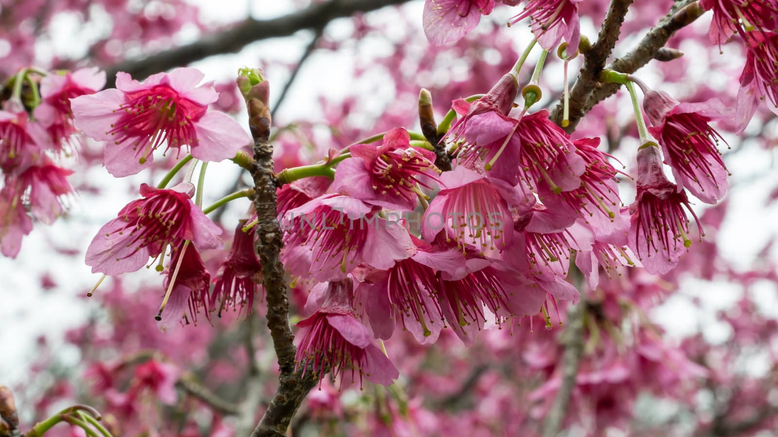 The pink sakura flower branch (cherry blossom). by phasuthorn