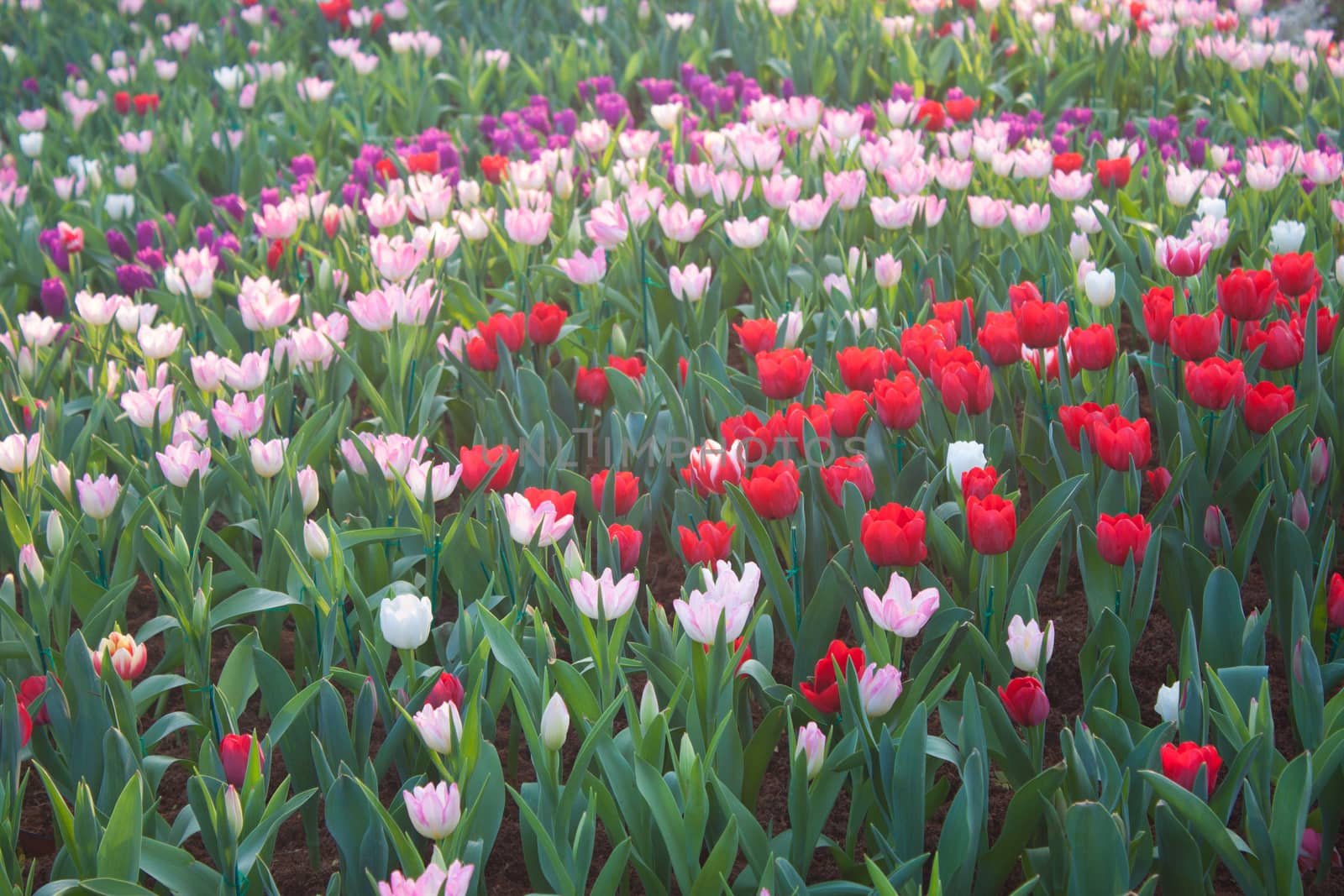 Tulips by primzrider