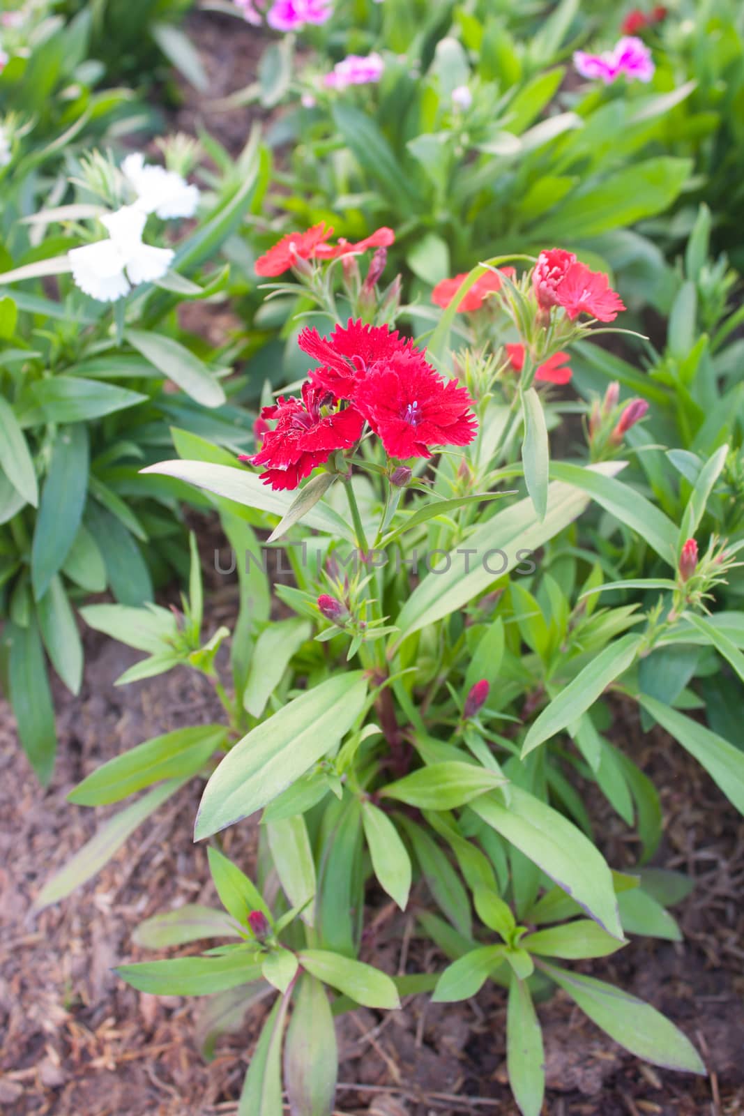 Trees in the garden dianthus