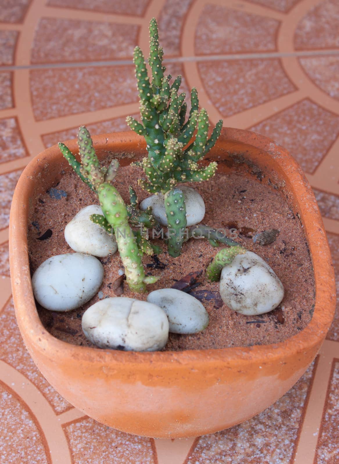 Cactus Brown tiles on the floor