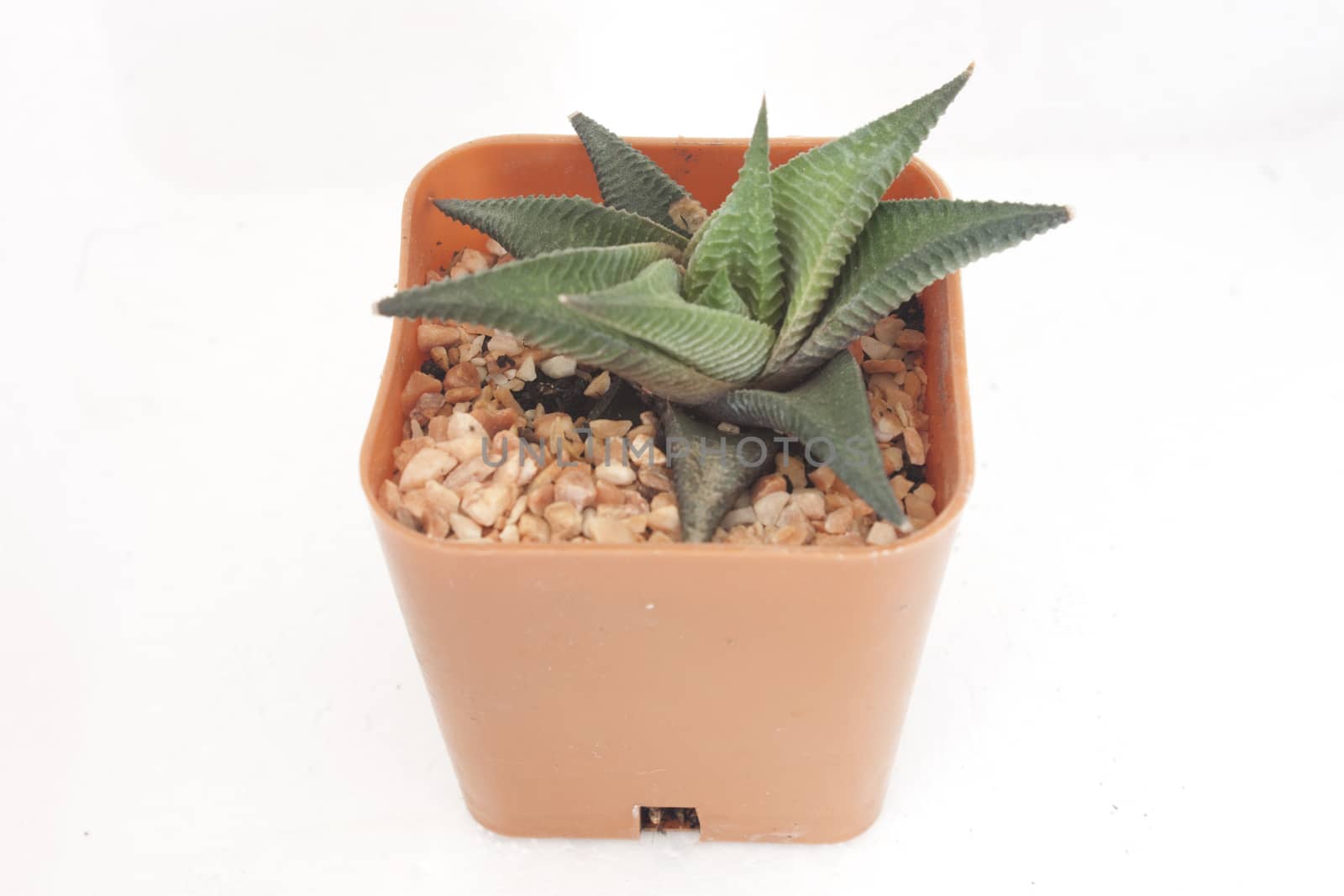 Flowers are small, spiny pineapples grown in pots.
