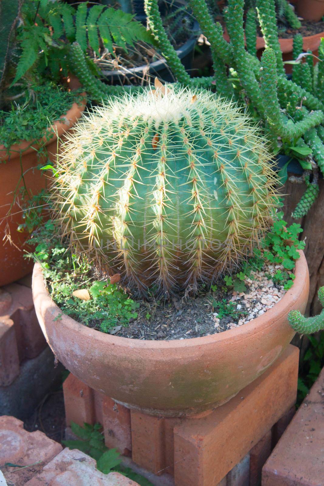 Golden ball cactus