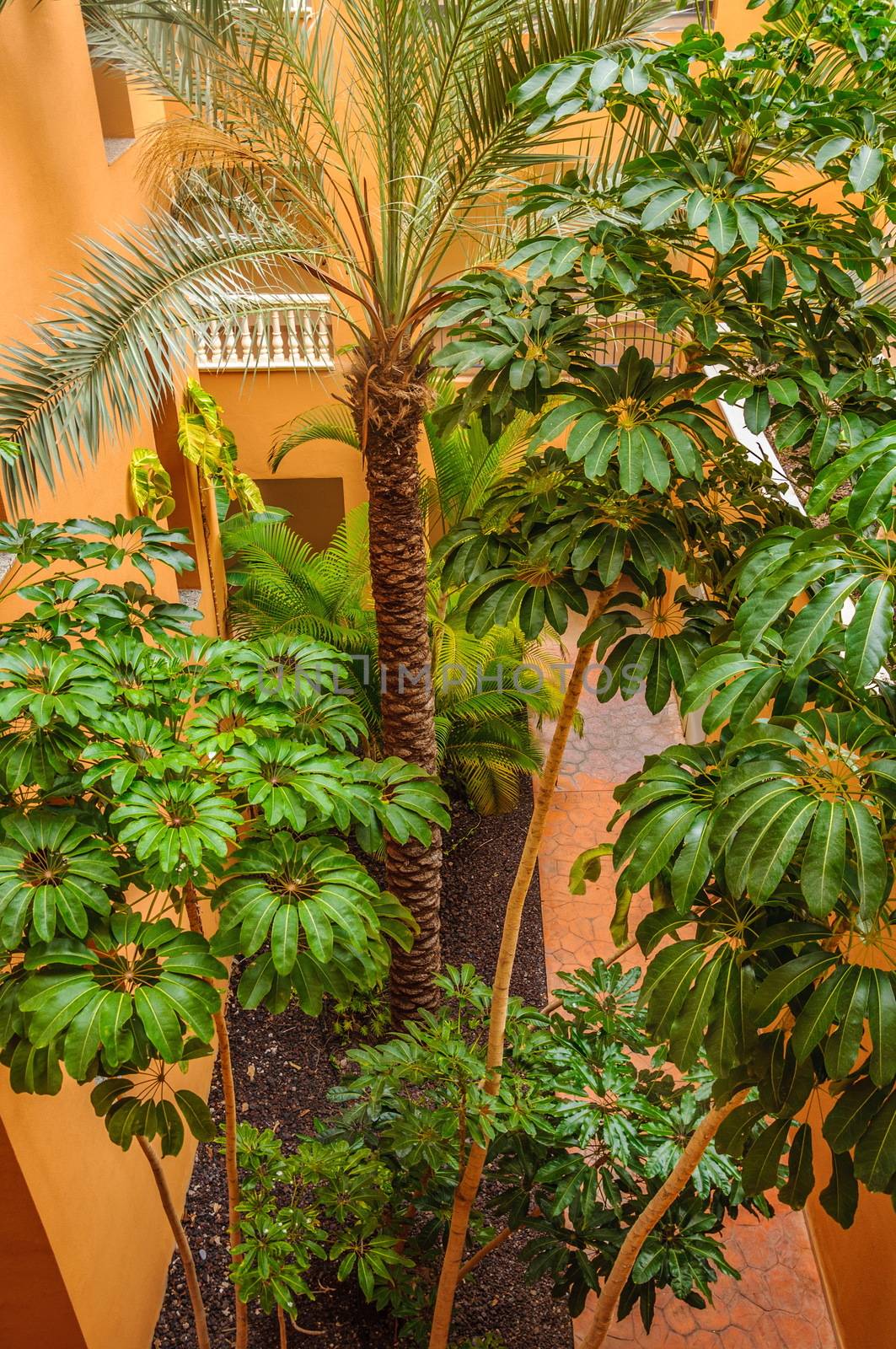Palms and trees of hotel courtyard in Tenerife, Spain.