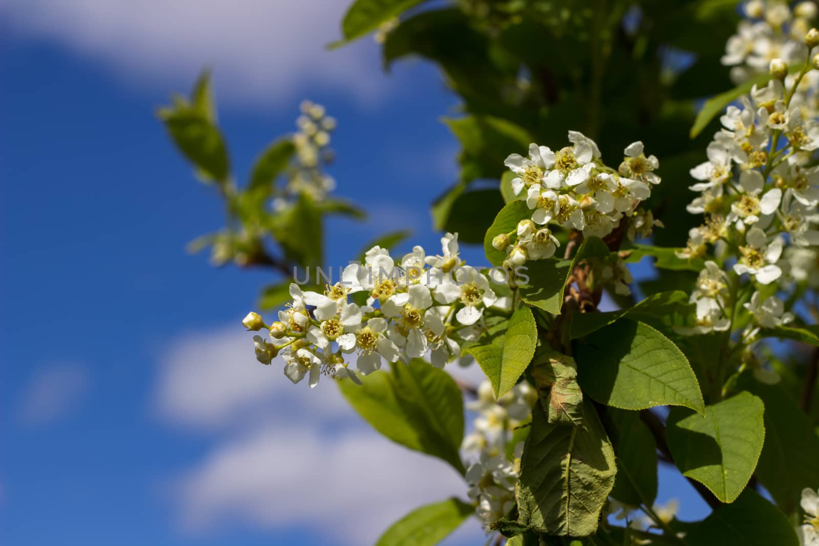 branch of white lilac on background of sky with clouds