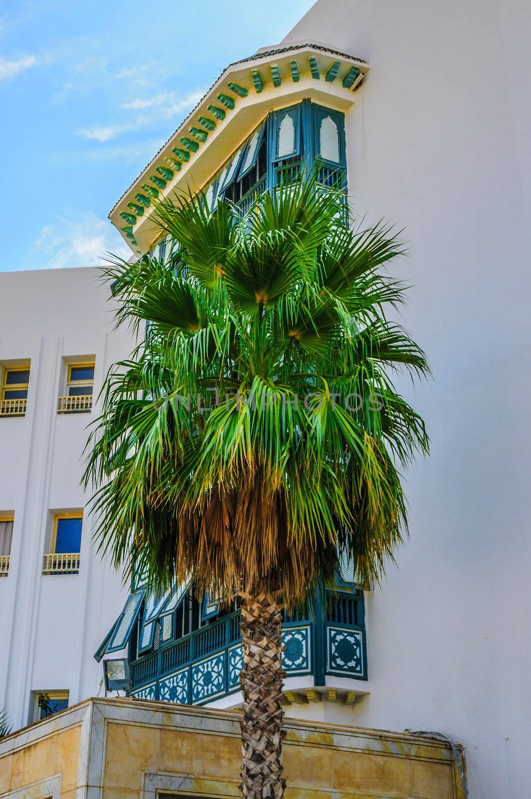 Date palm near white buidling in Hammamet Tunisia by Eagle2308