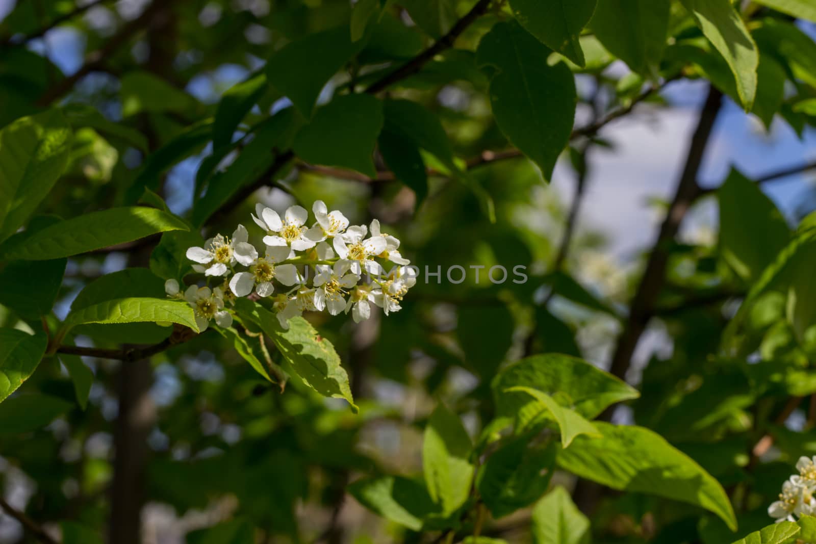 branch of white lilac on background of sky with clouds