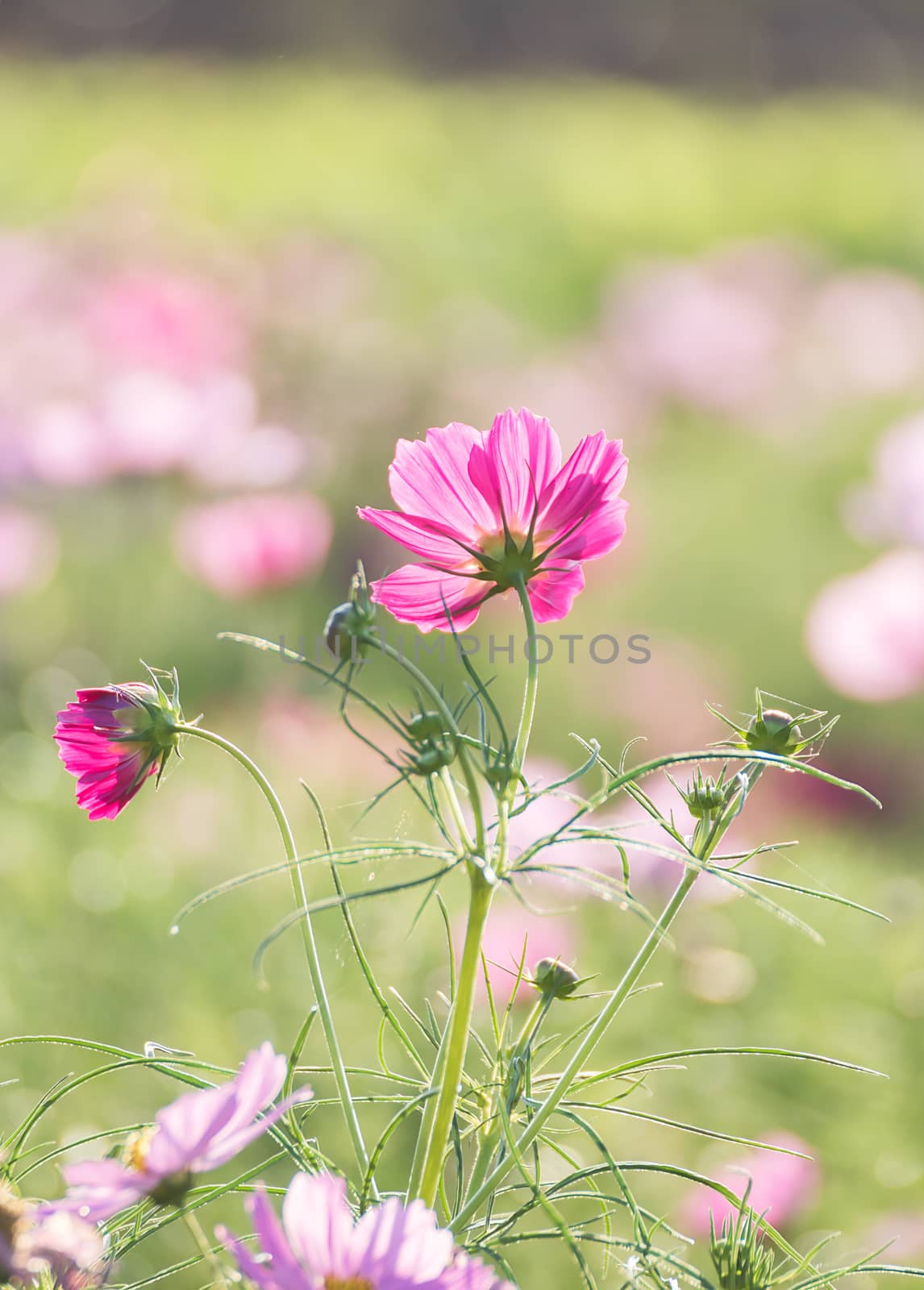 Cosmos flower in field by stoonn
