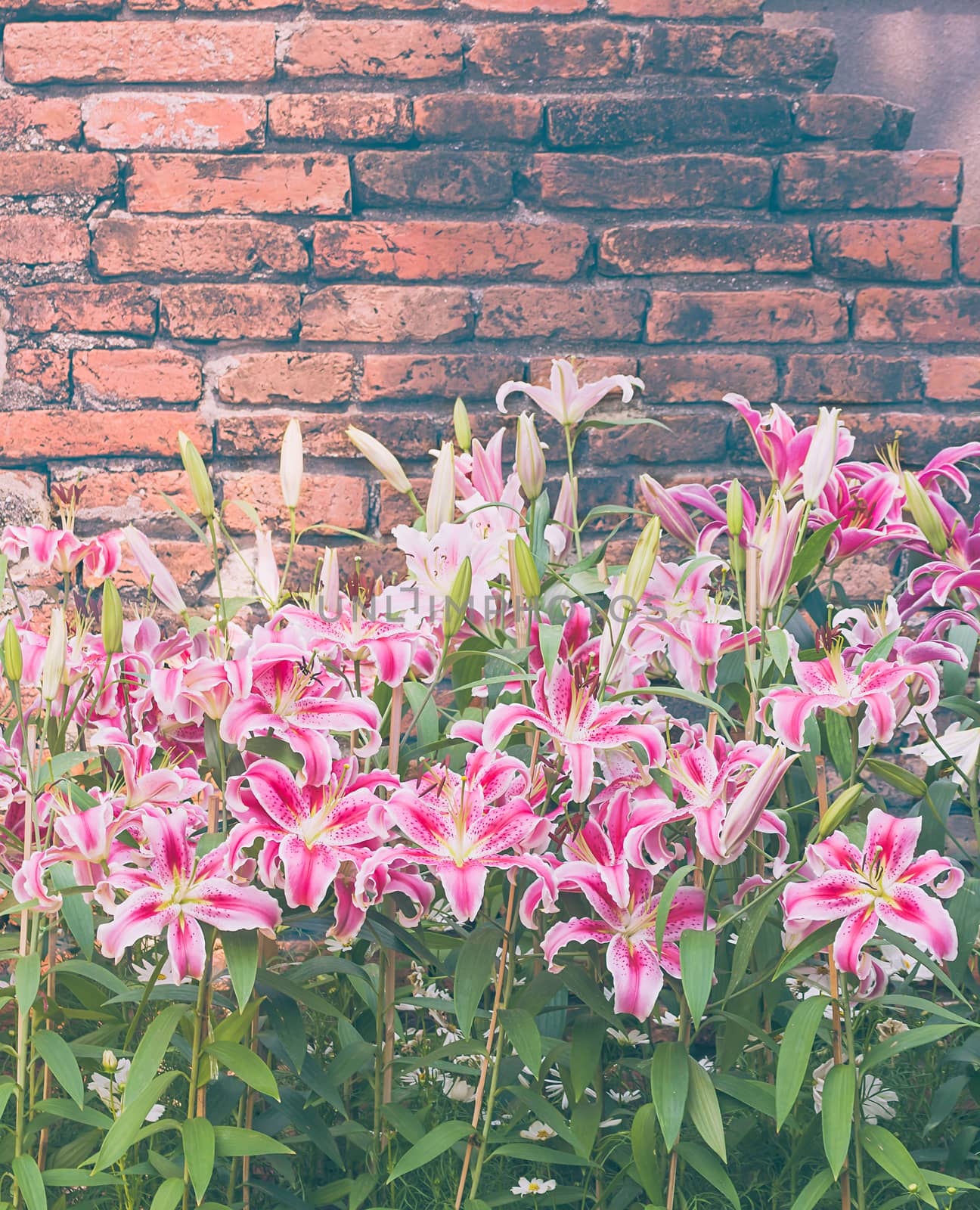 Pink lily flower with old brick wall vintage style by stoonn