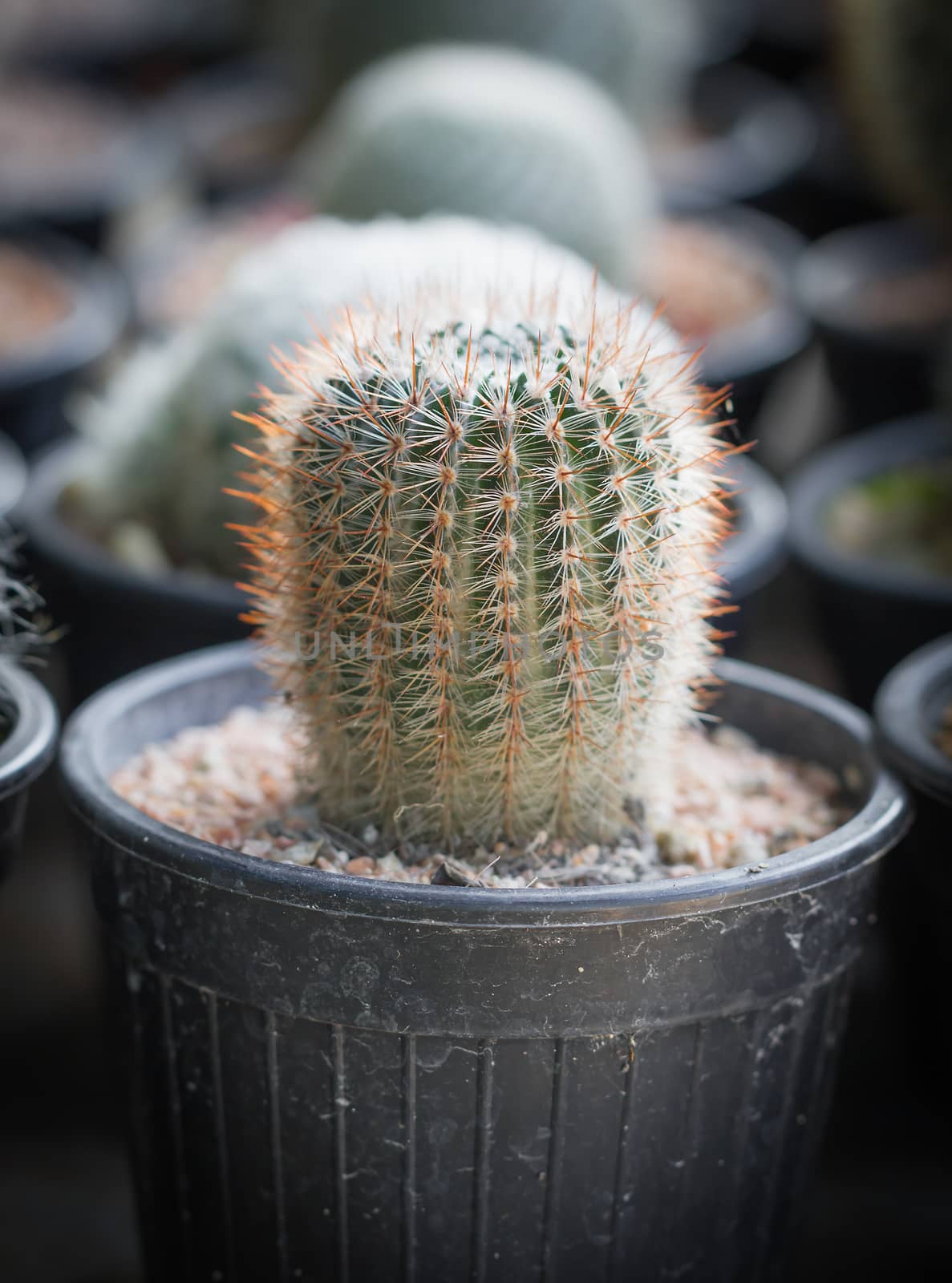 Small cactus in a pot by stoonn