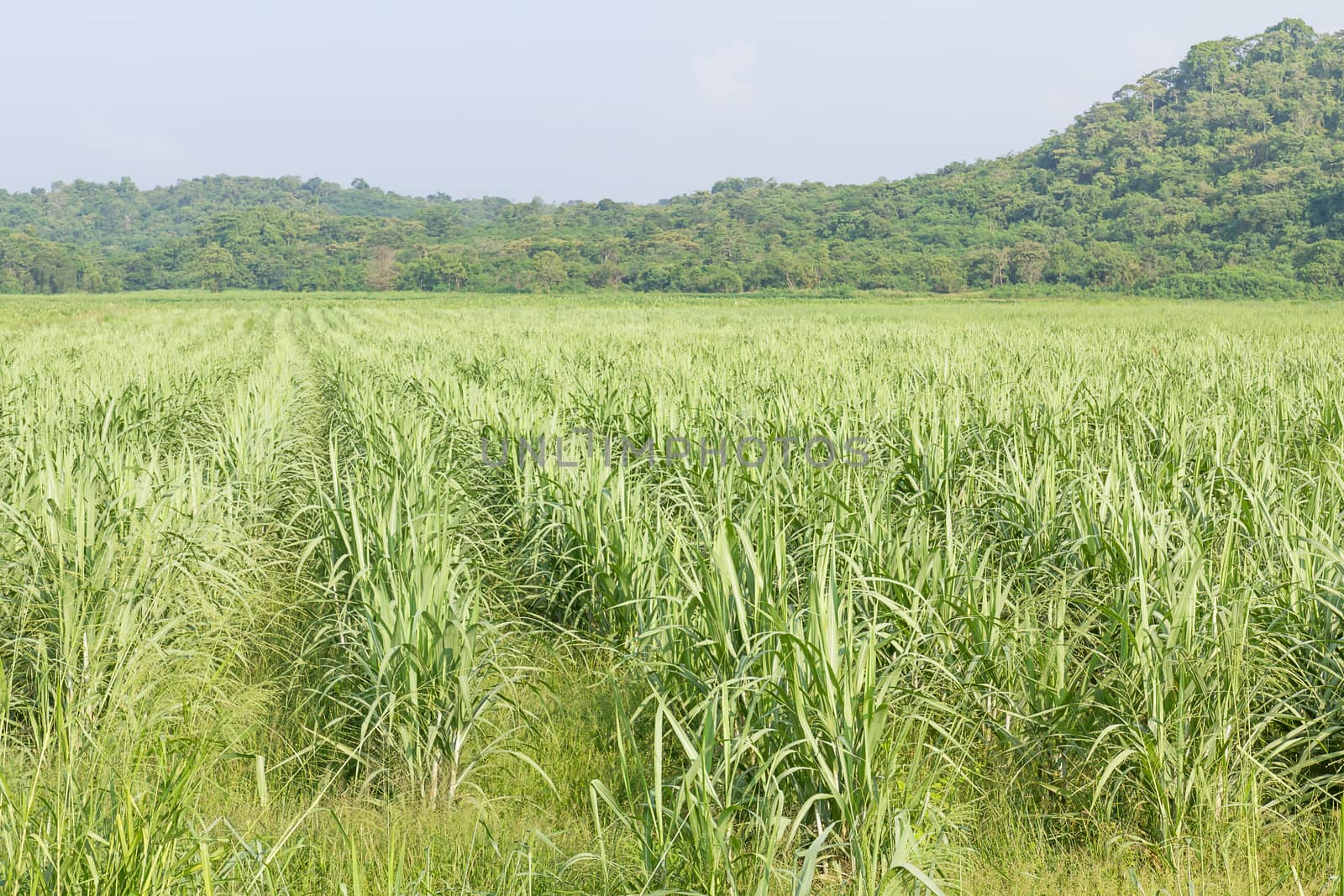 Sugarcane early growth field by stoonn