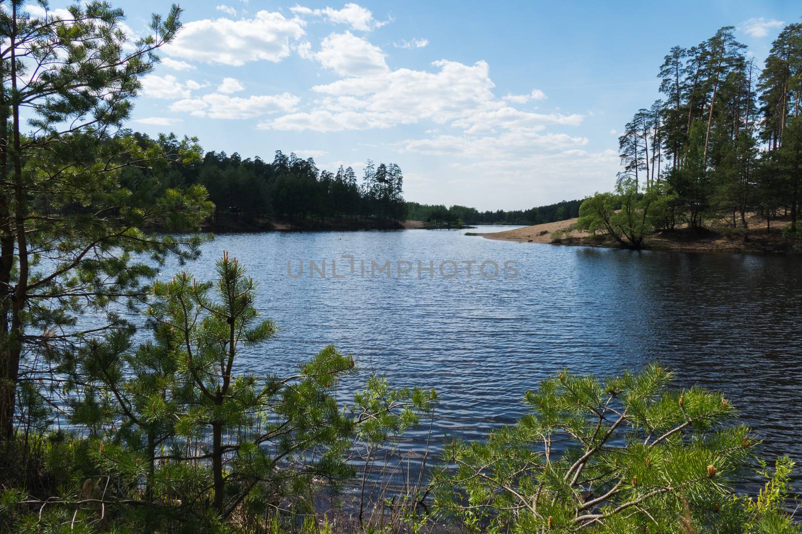 Lake in the forest and wood in Kurowski