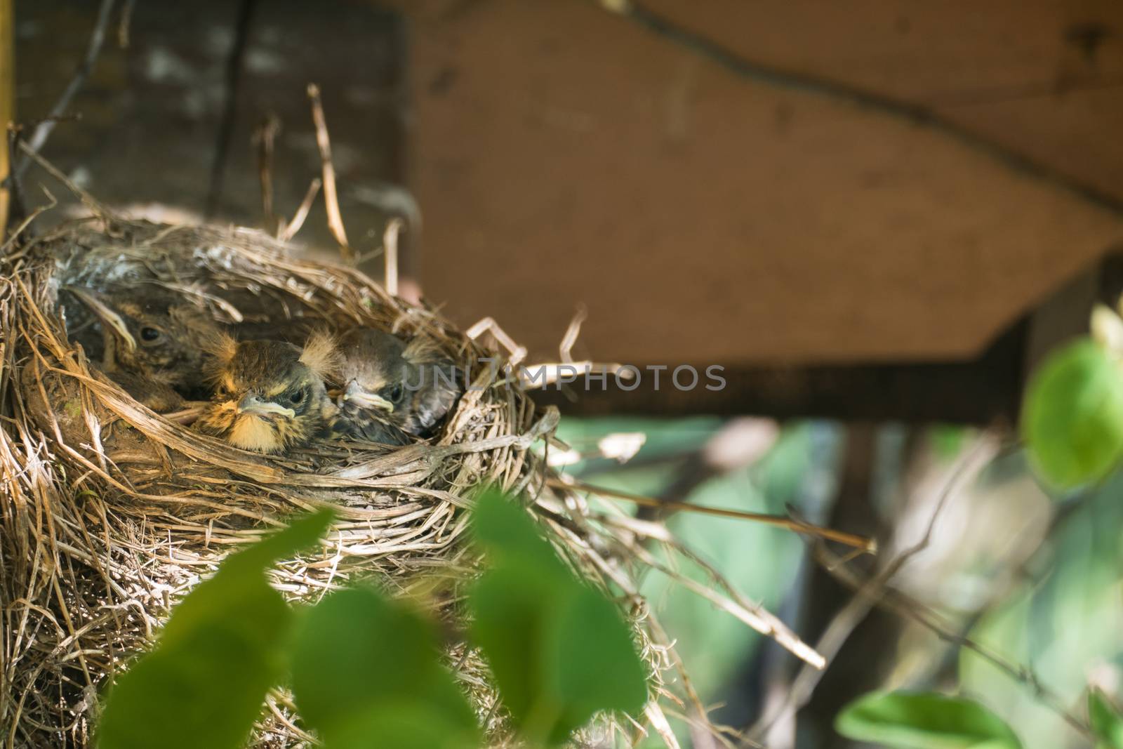 Nest with chicks blackbird 2016