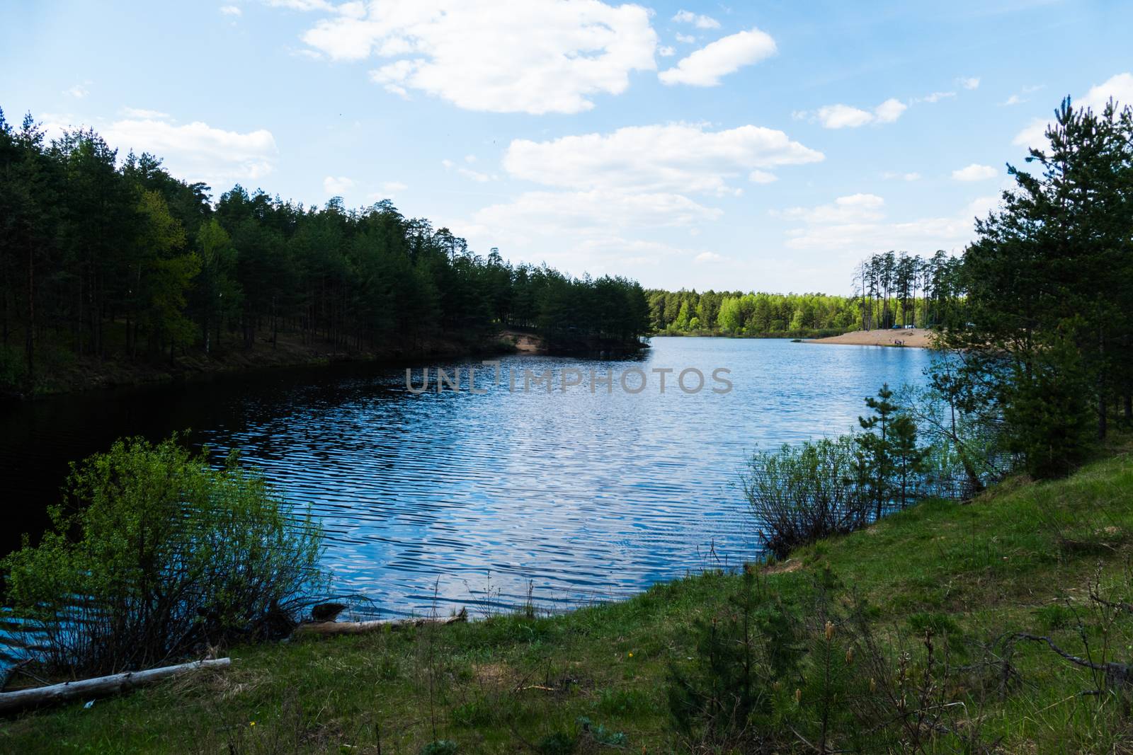 Forest lake in the spring 2016