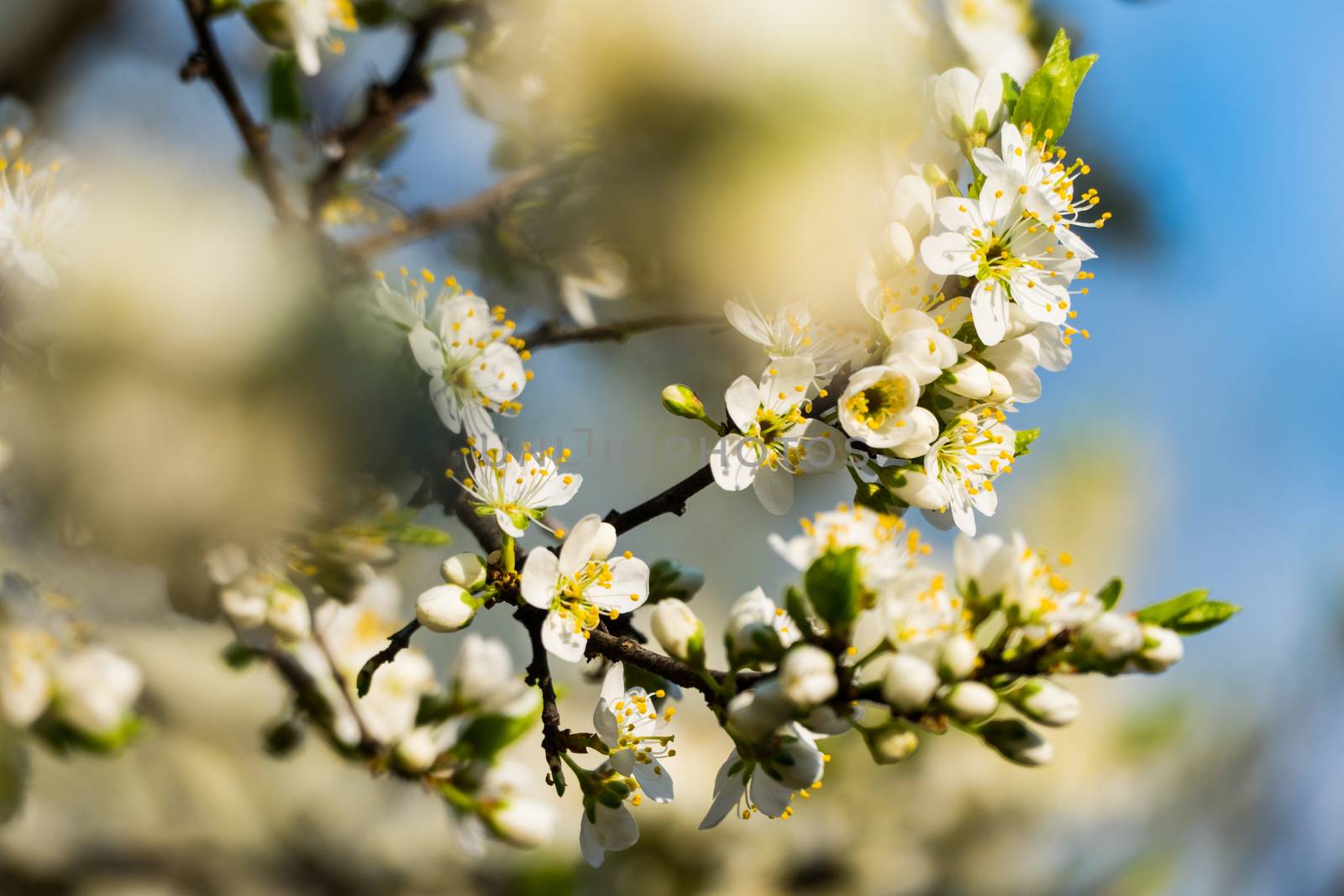 Spring white flowers on an apple tree 2016