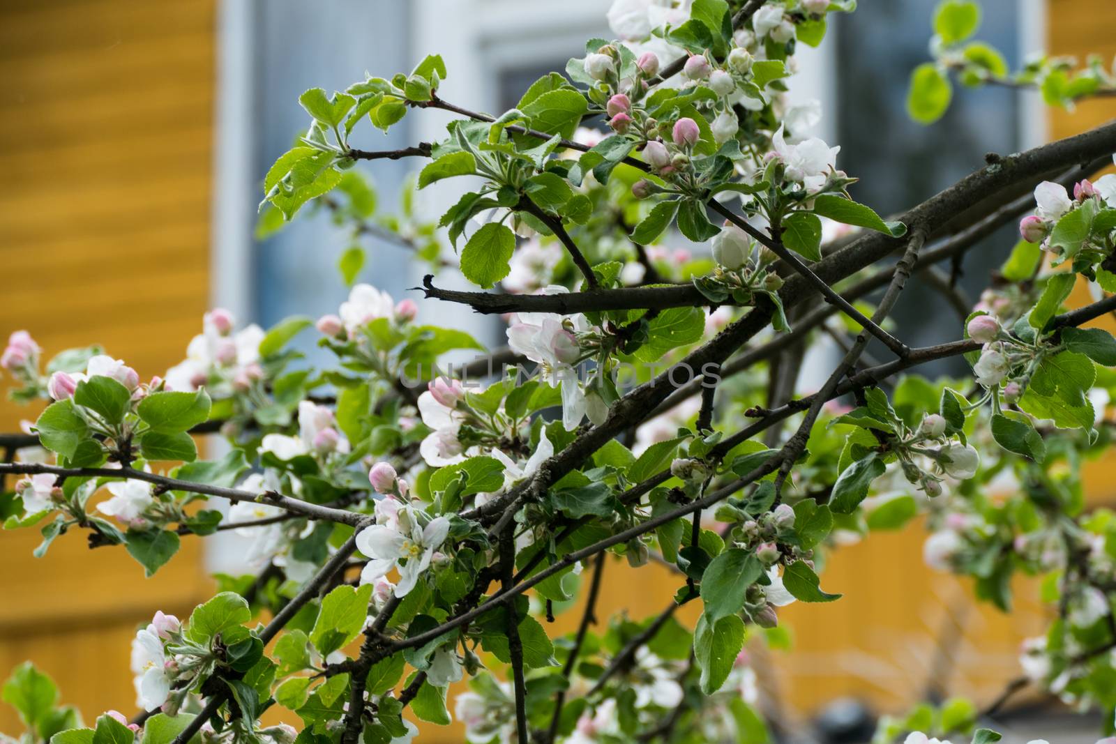 Spring white flowers on an apple tree home 2016