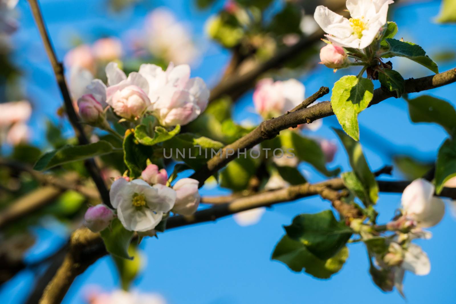 Spring white flowers on an apple tree 2016