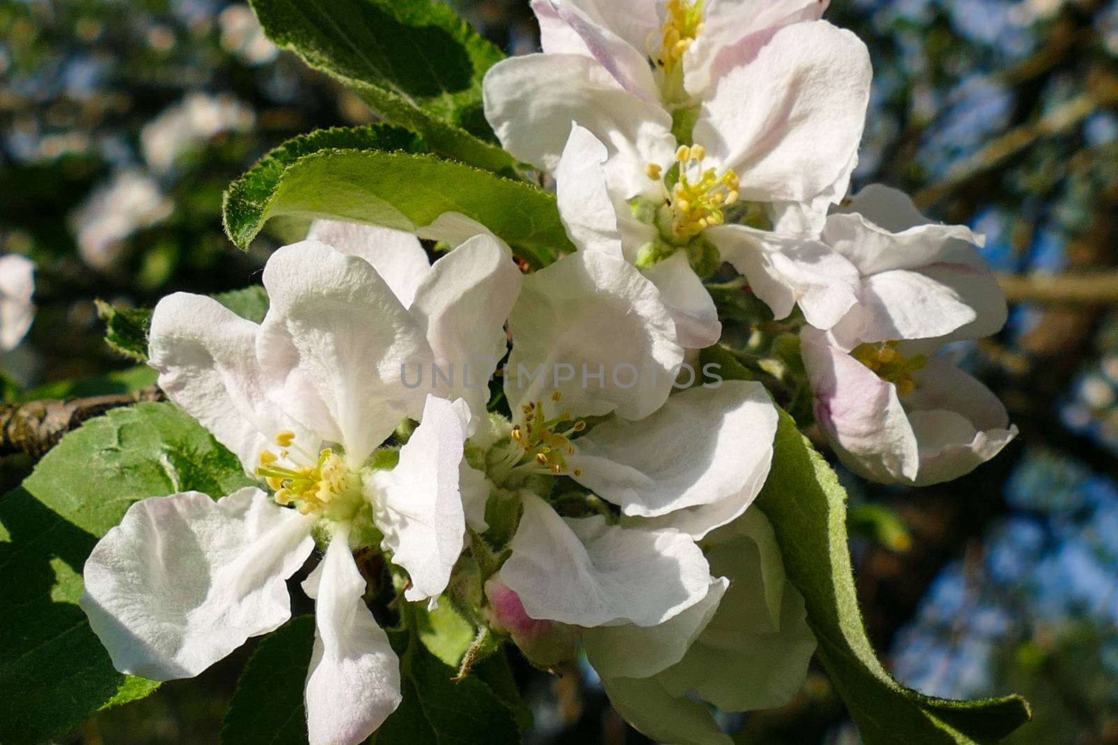 Spring white flowers on an apple tree 2016