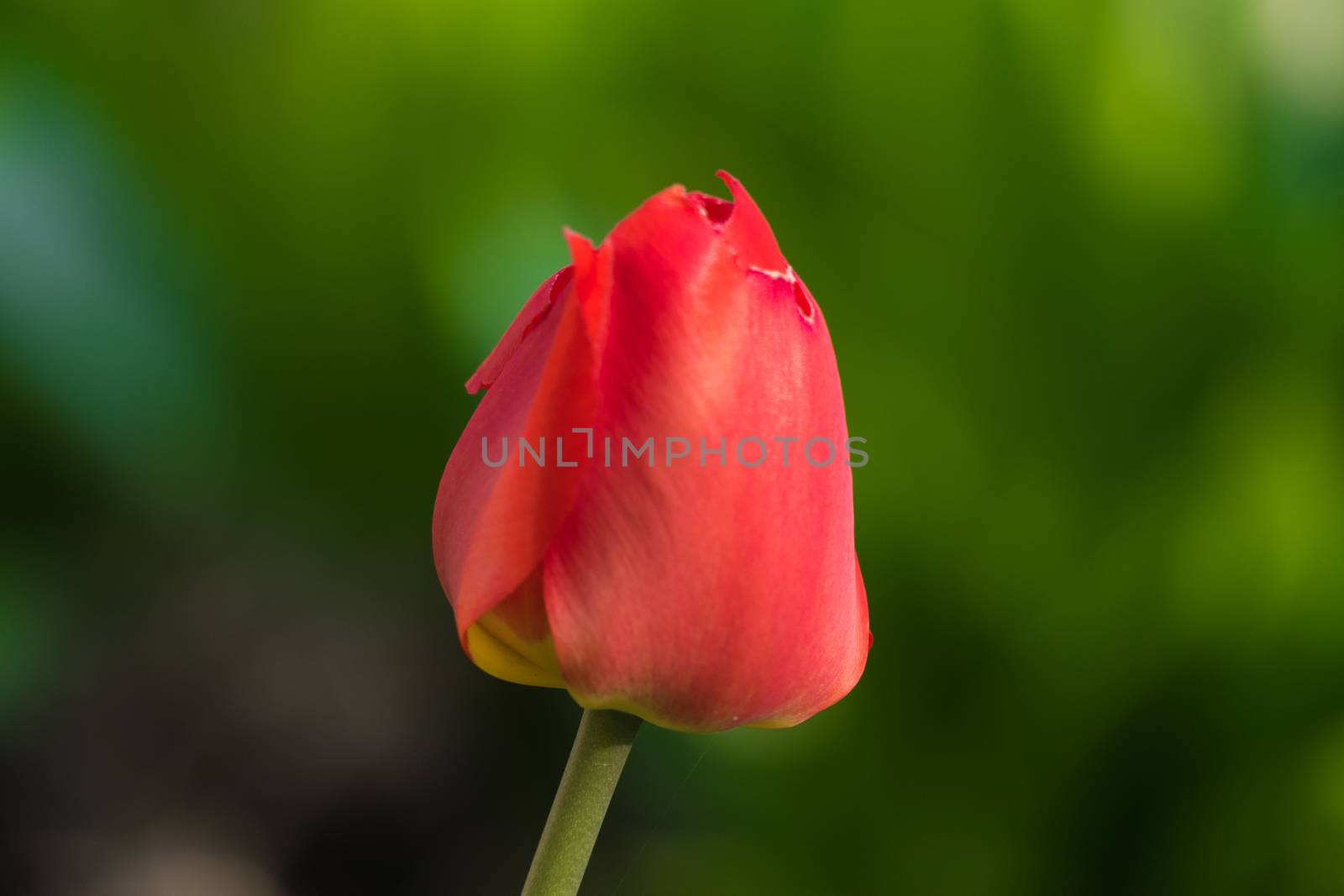 Red tulip on green background 2016