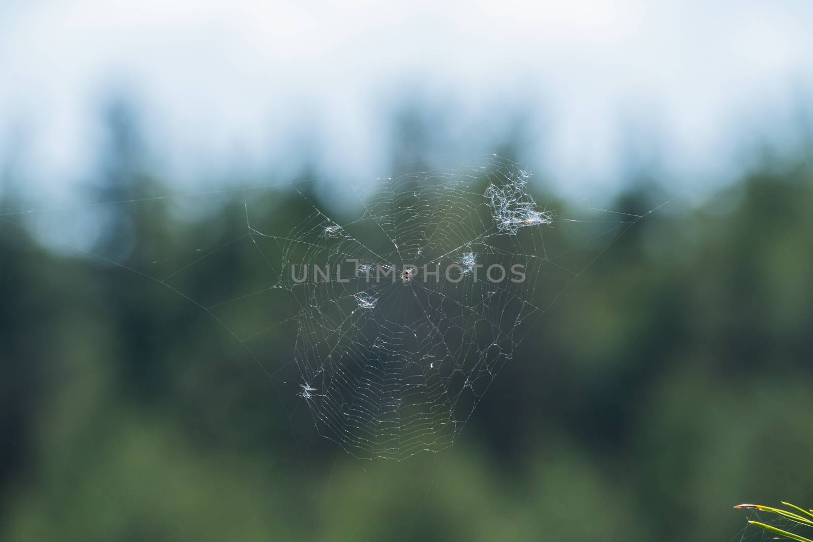 Cobweb in the woods 2016
