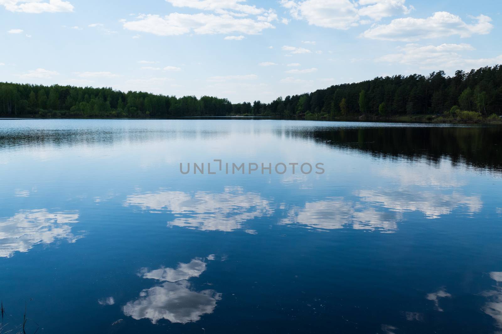 Forest lake in the spring 2016