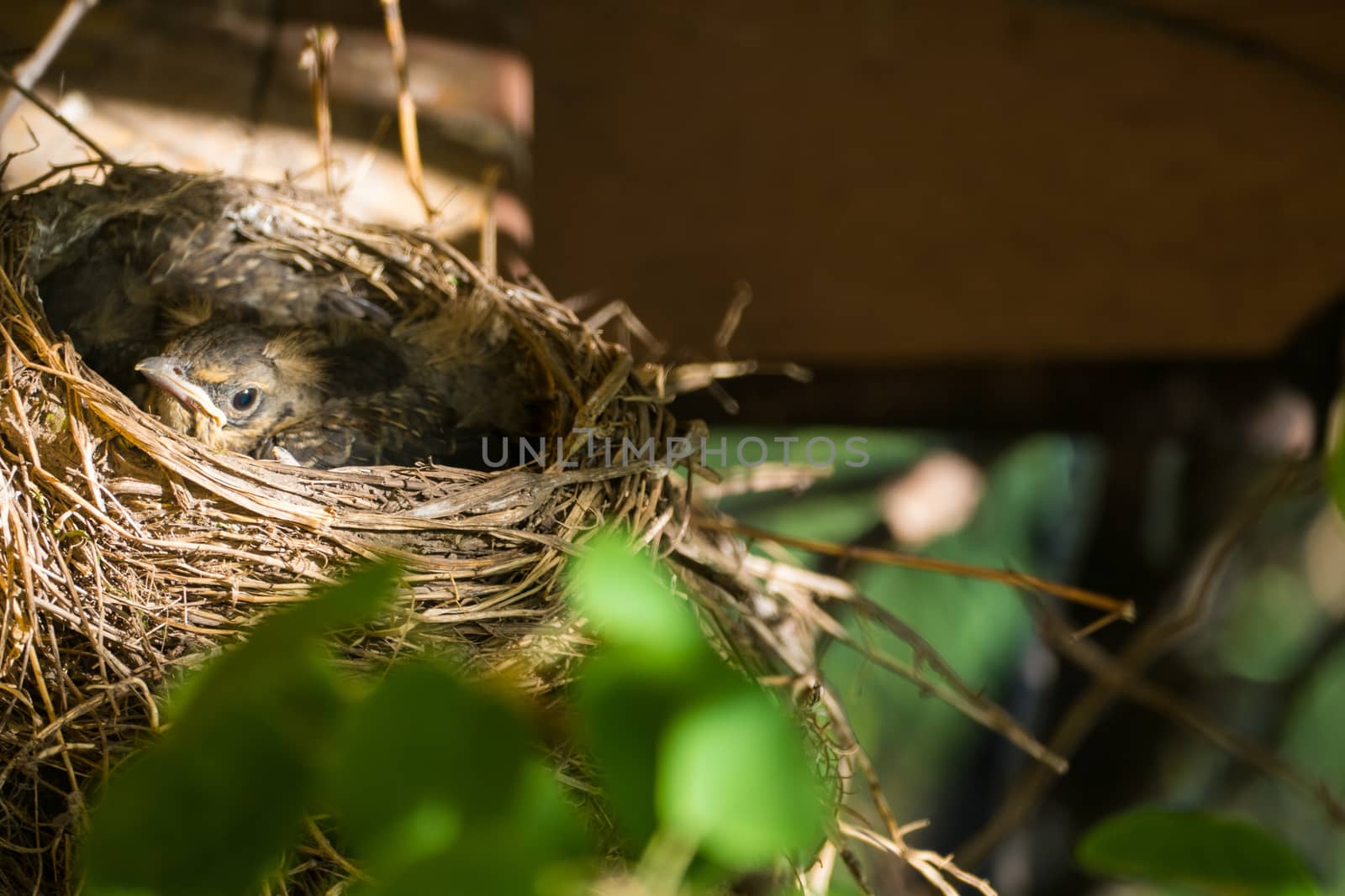 Nest with chicks blackbird by L86