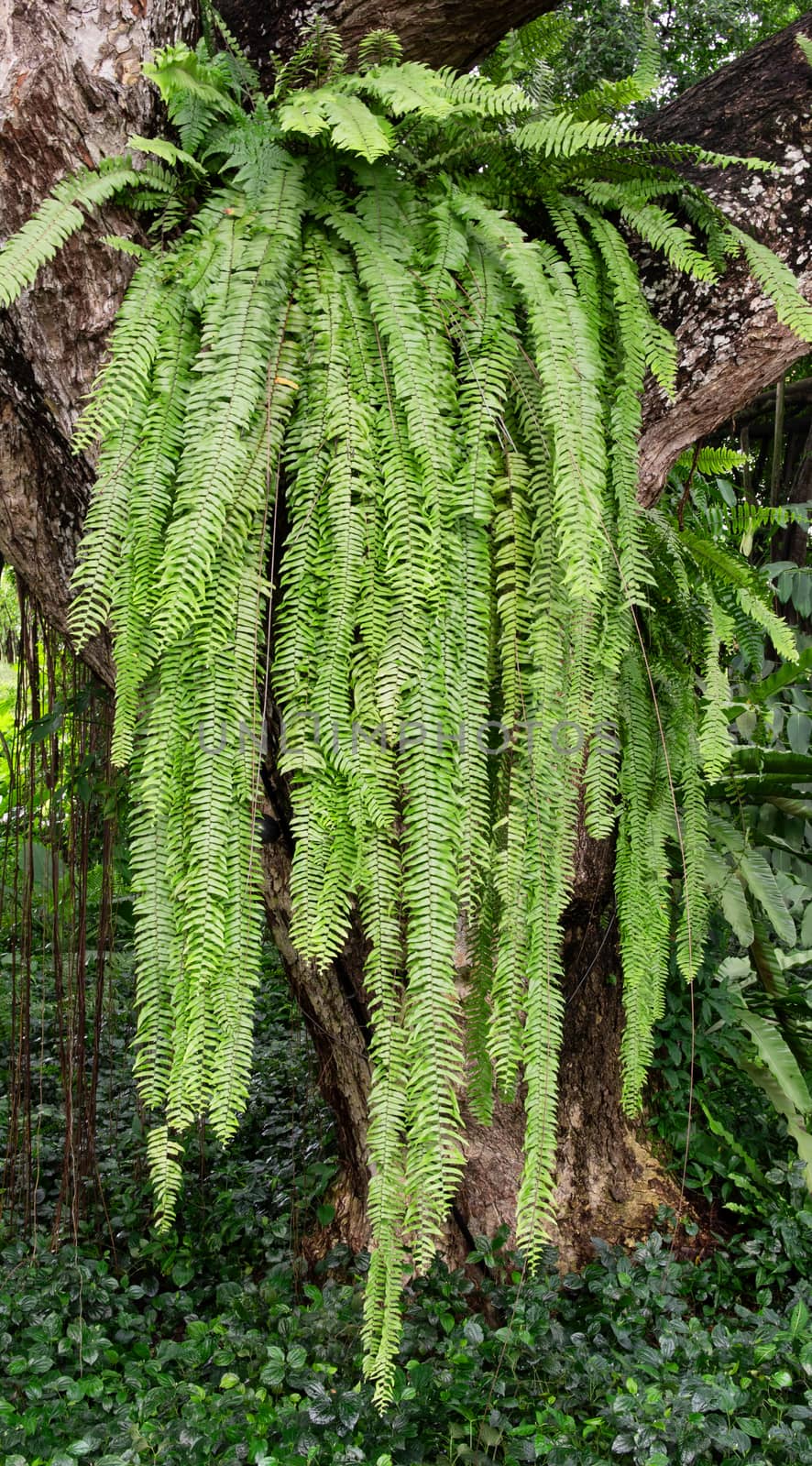 close up of huge fern plant