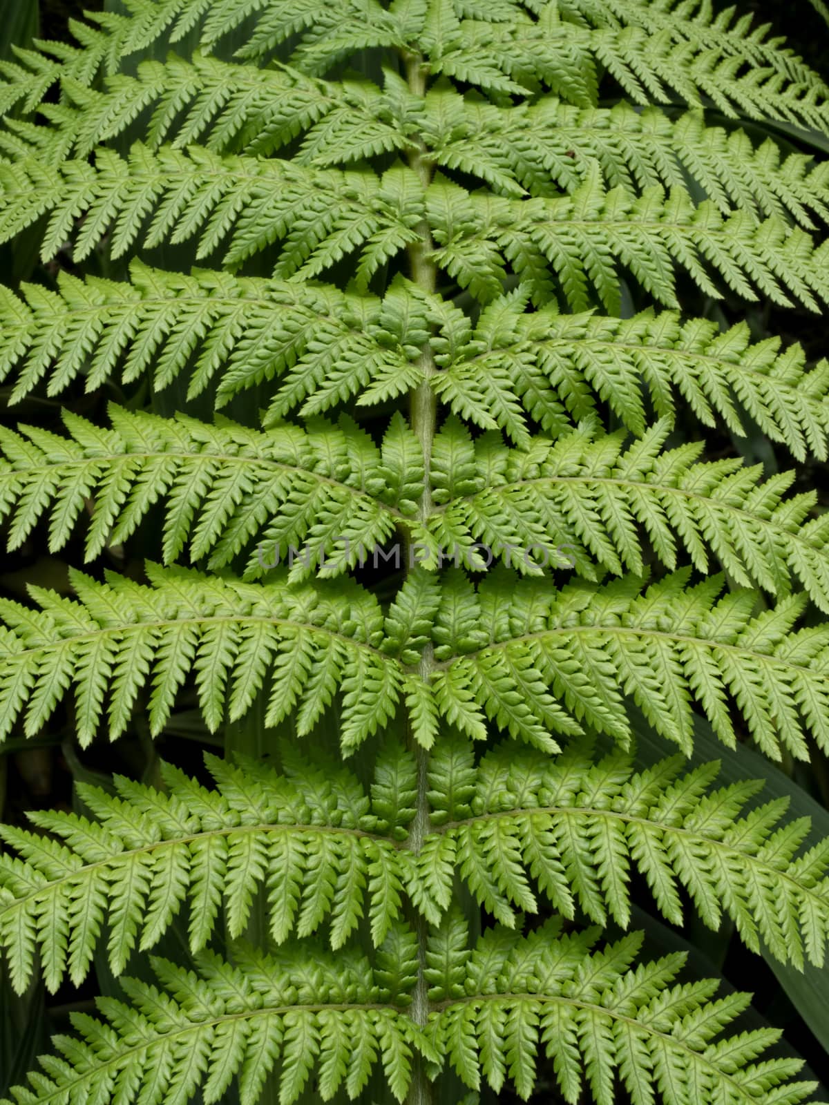 close up of a fern leaf texture background