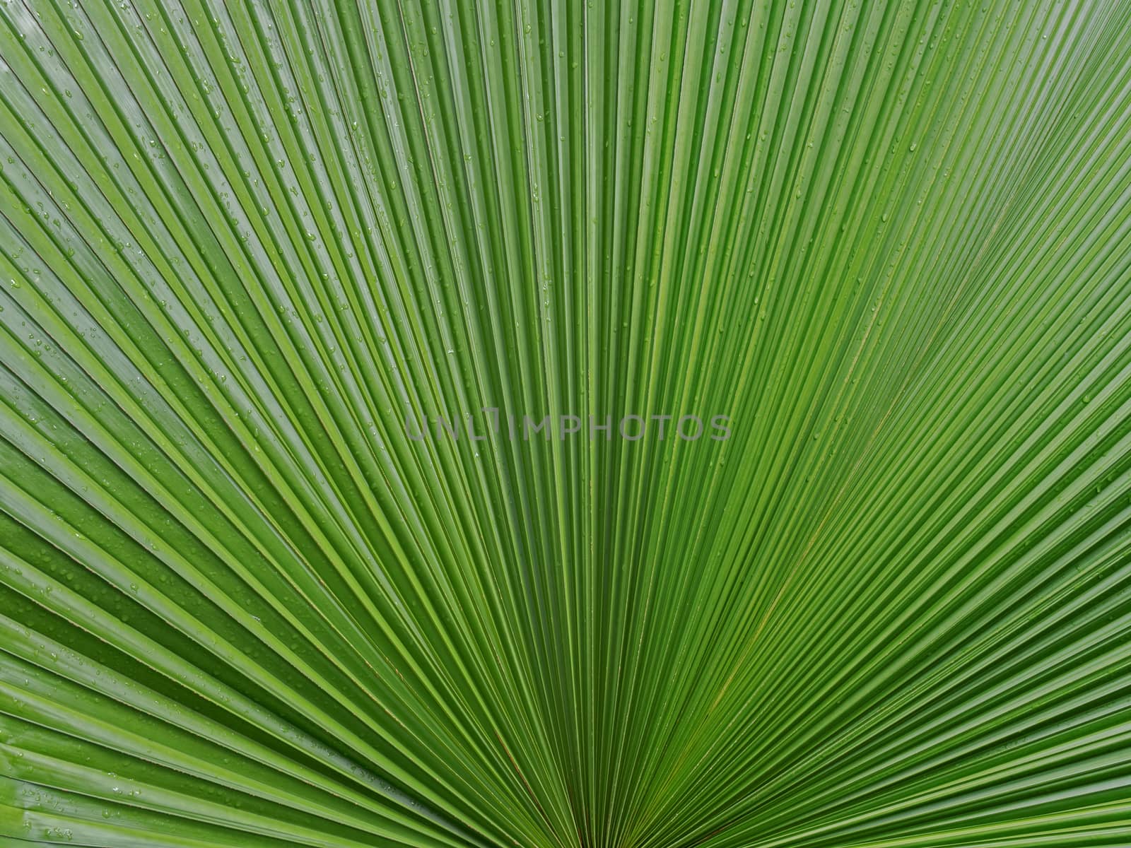 palm leaf texture background by zkruger