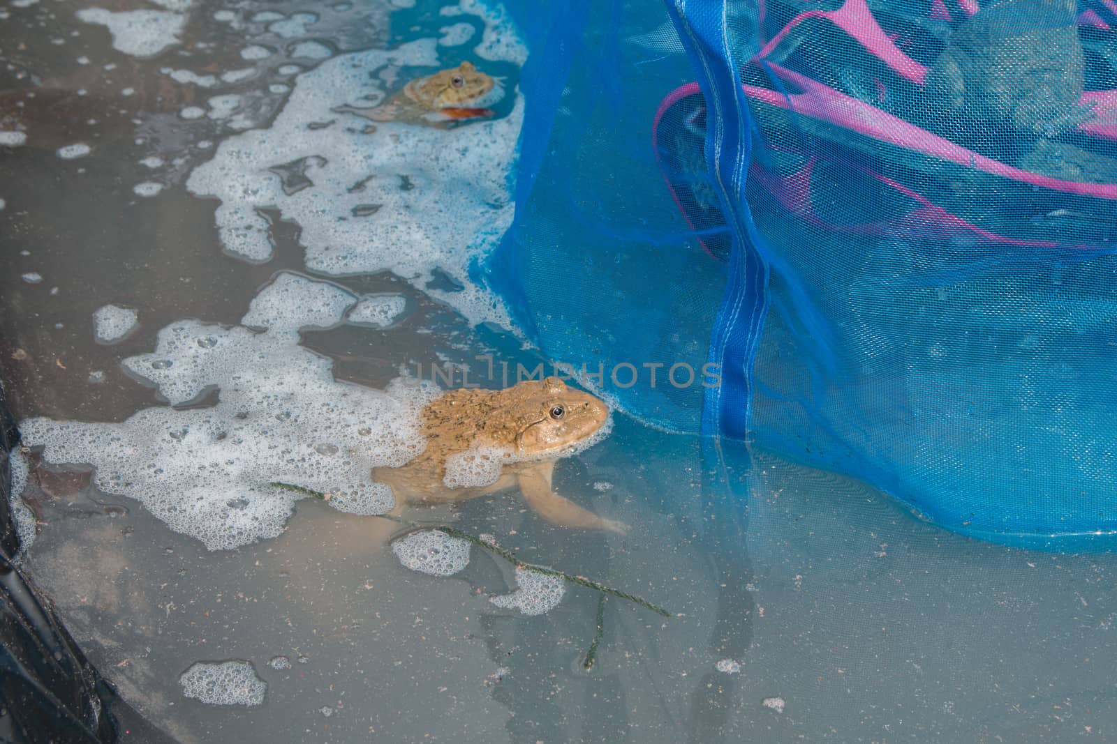 frog in pond