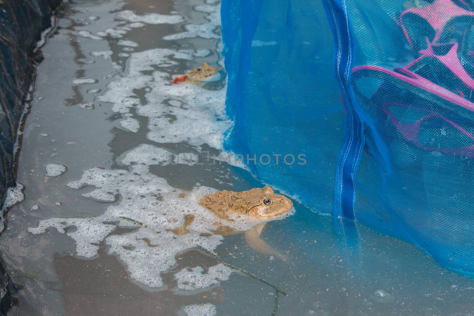 frog in pond