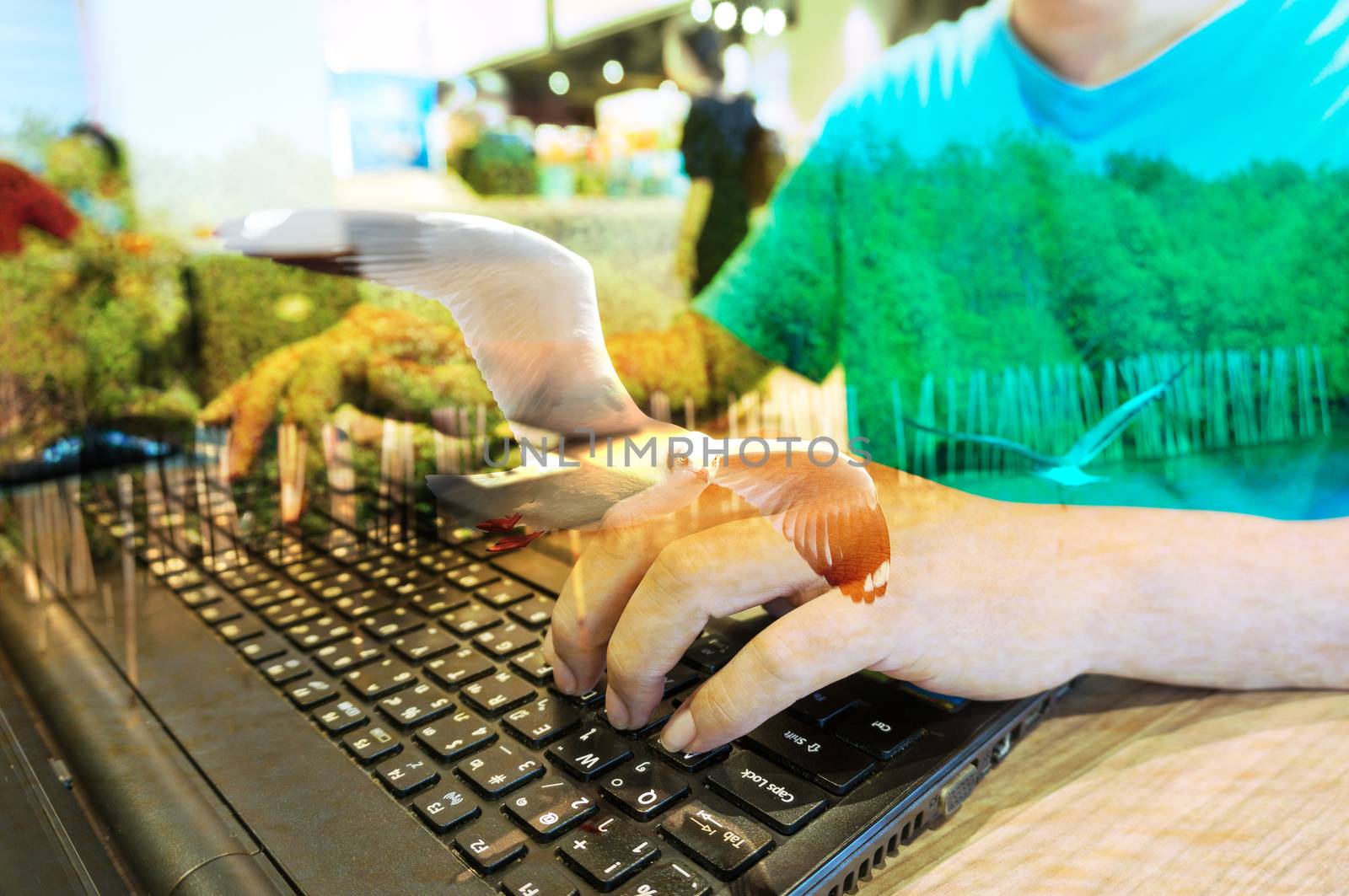 Double Exposure of Man with Laptop Computer and Seagull Bird at Mangrove forest