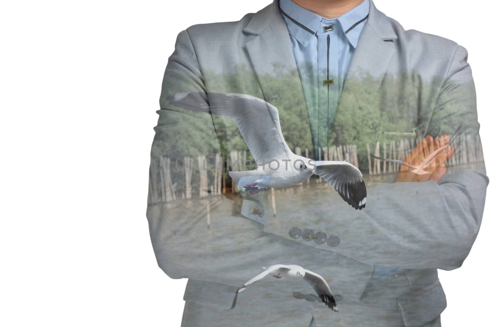 Double Exposure of Businessman and Seagull Flying at the Mangrove Forest beside the Sea as Nature protection Concept