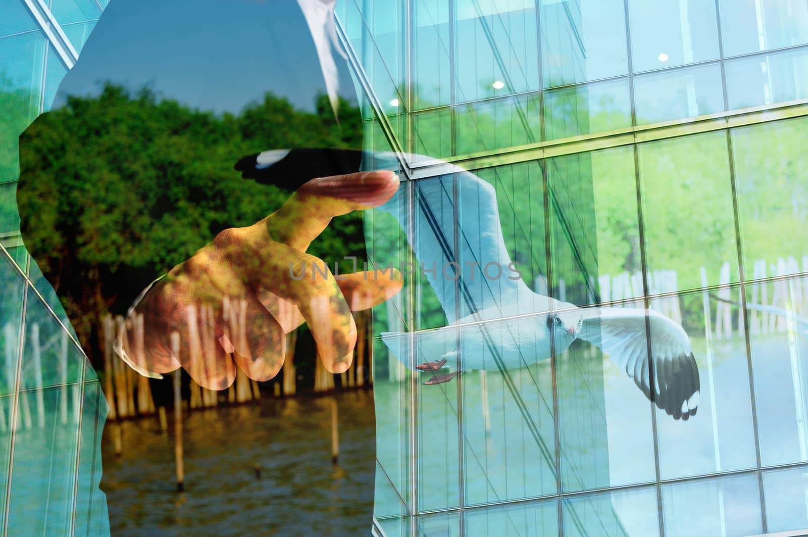 Double Exposure of Businessman and Seagull Flying at the Mangrove Forest beside the Sea as Nature protection Concept