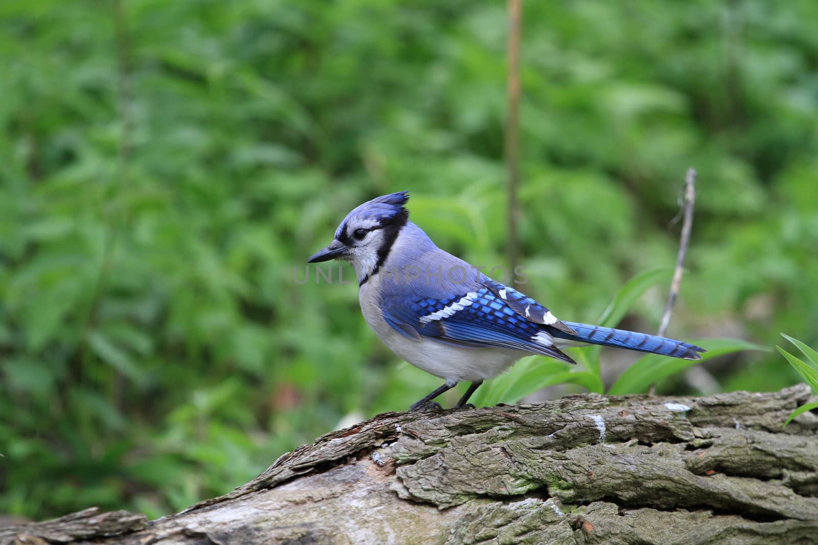 Bluejay perched on dead tree in early morning